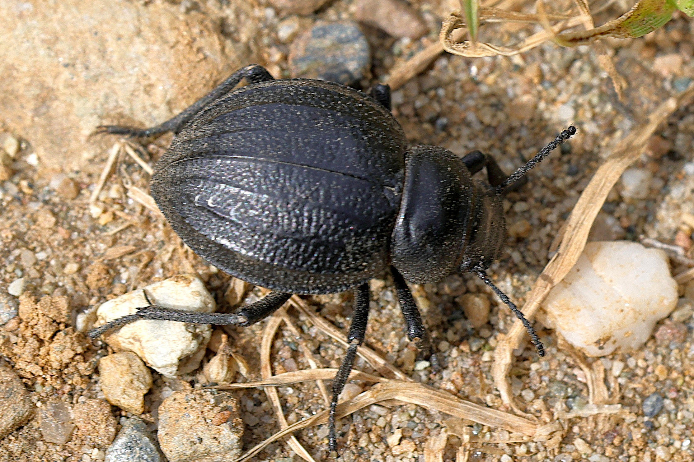 pimelia_payraudi4md