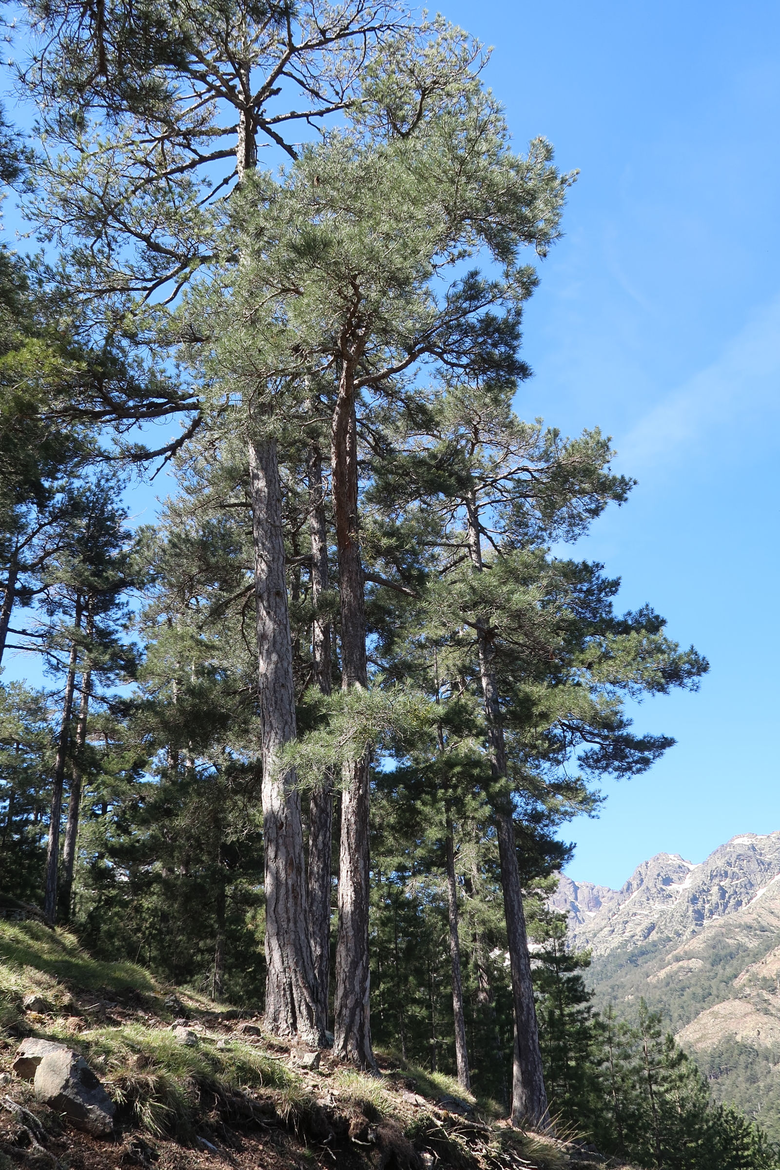 pinus_nigra_laricio2md
