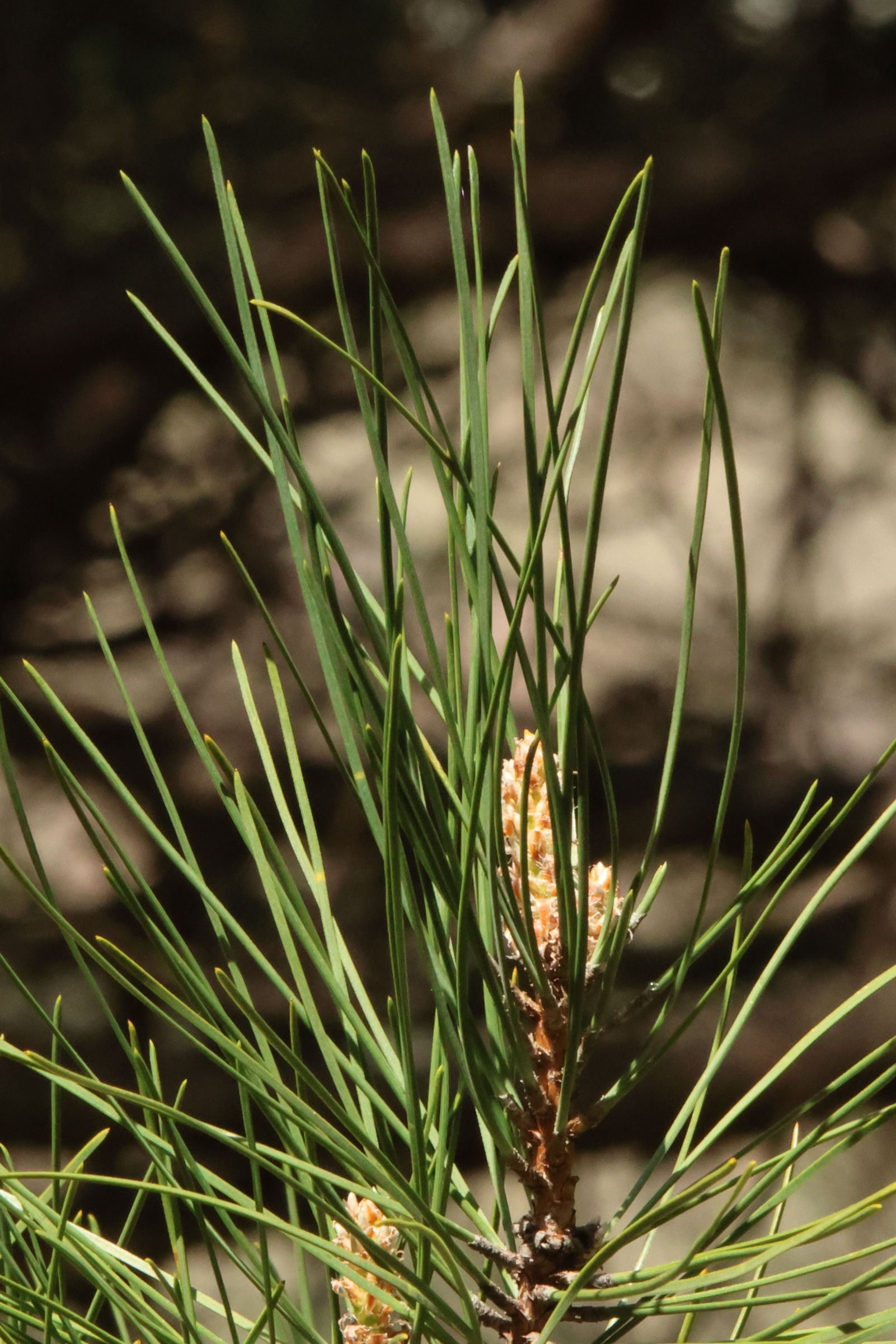 pinus_nigra_laricio3md
