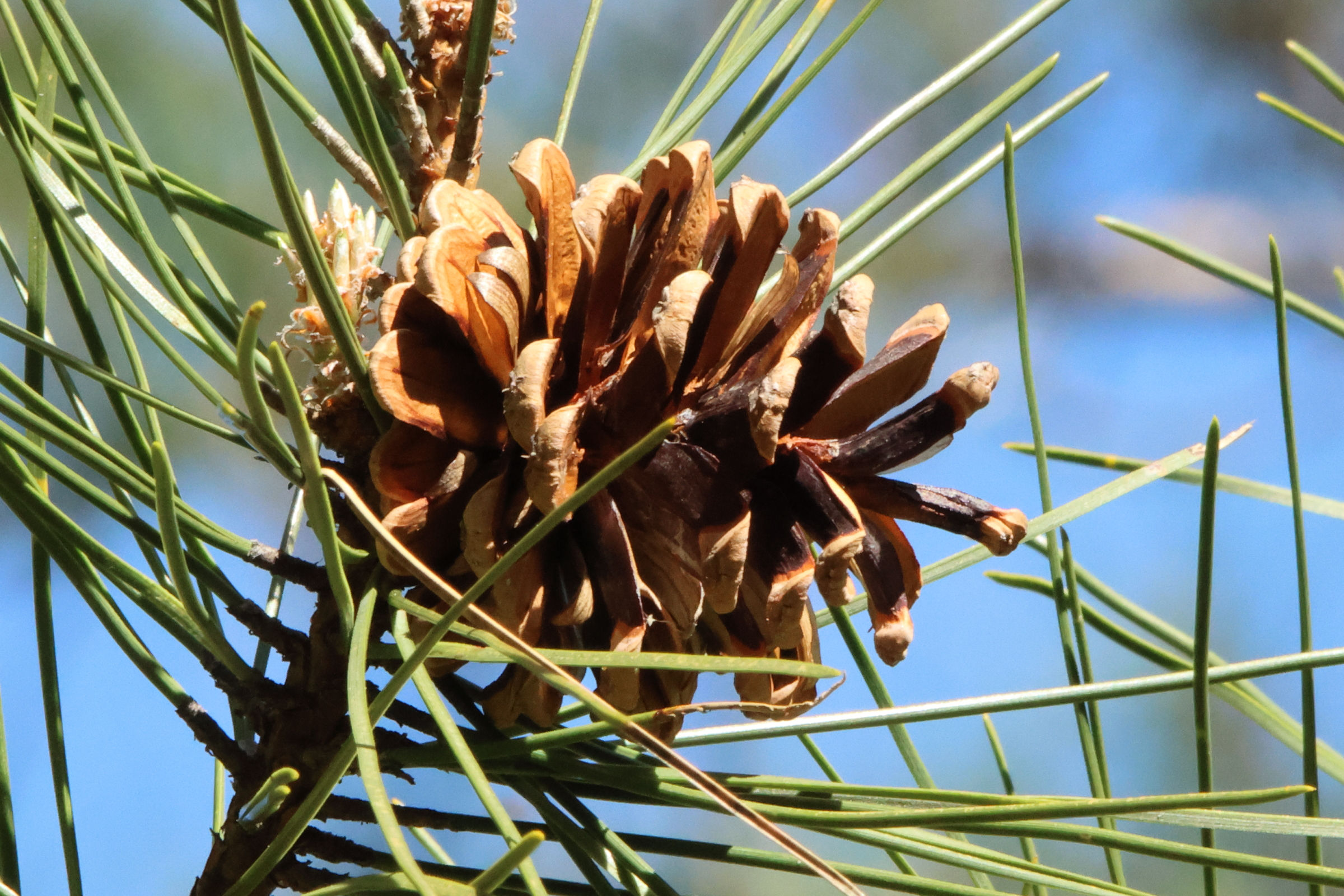 pinus_nigra_laricio4md