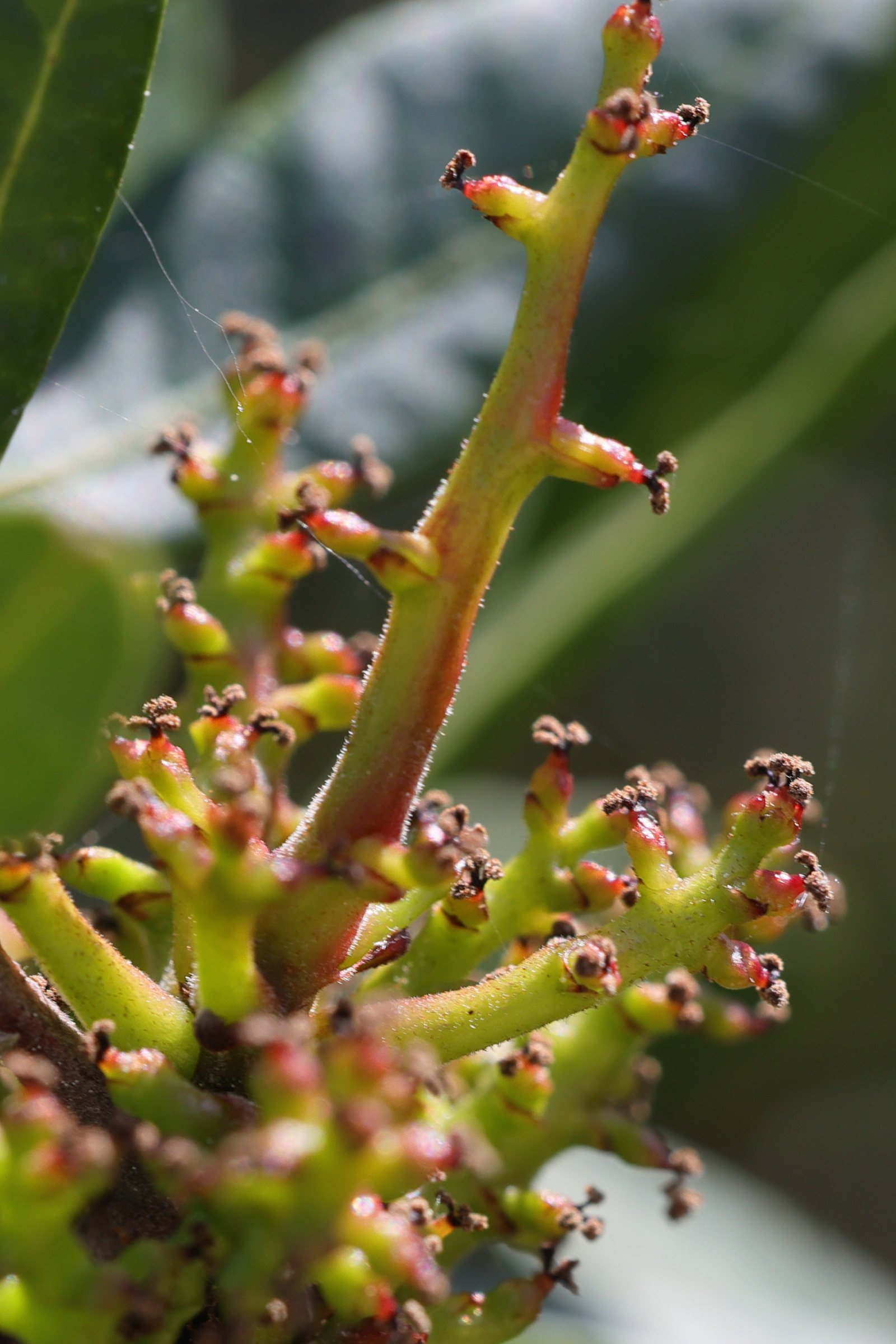 pistacia_lentiscus6md