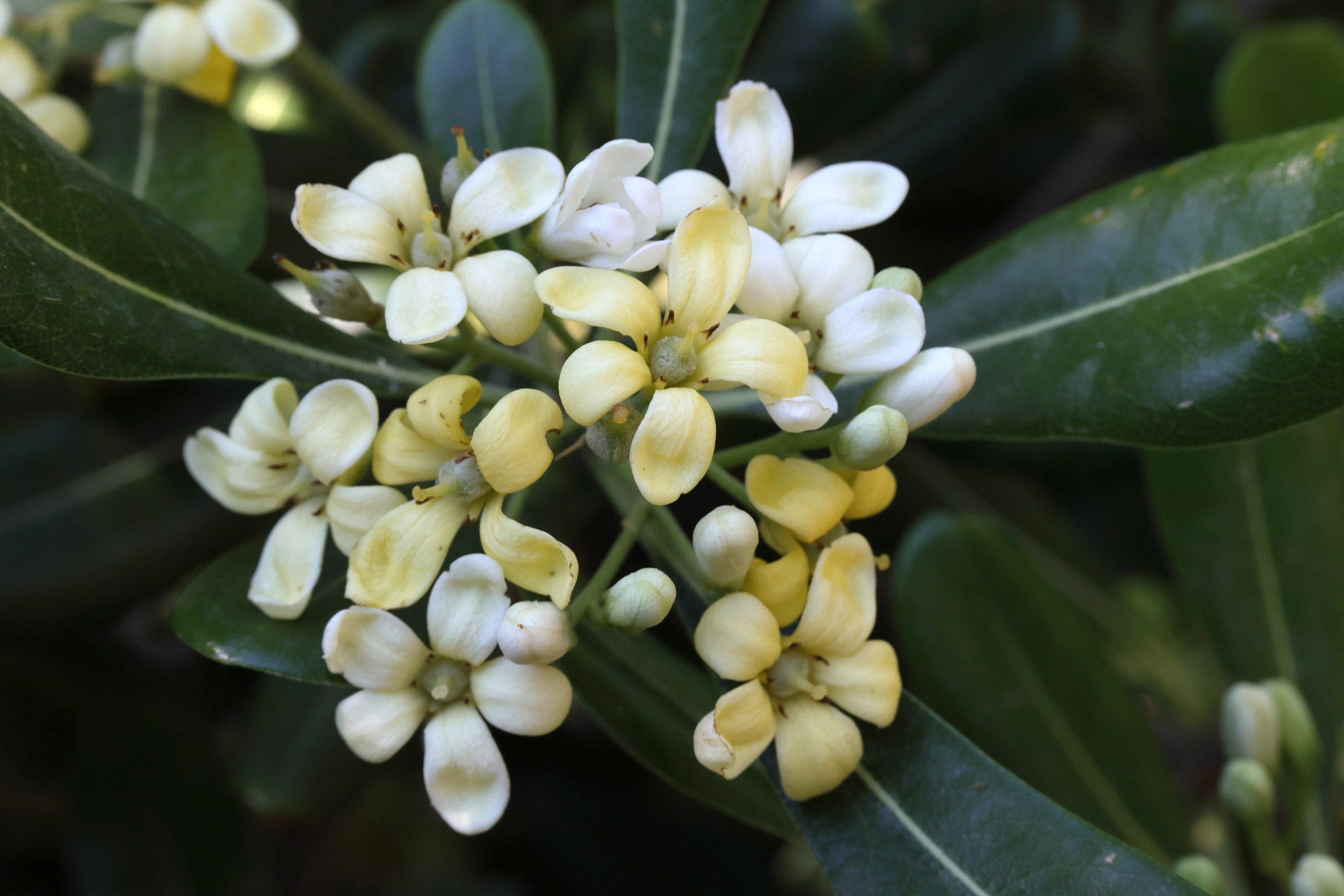 Afficher le média pittosporum_tobira2md pittosporum_tobira2md
