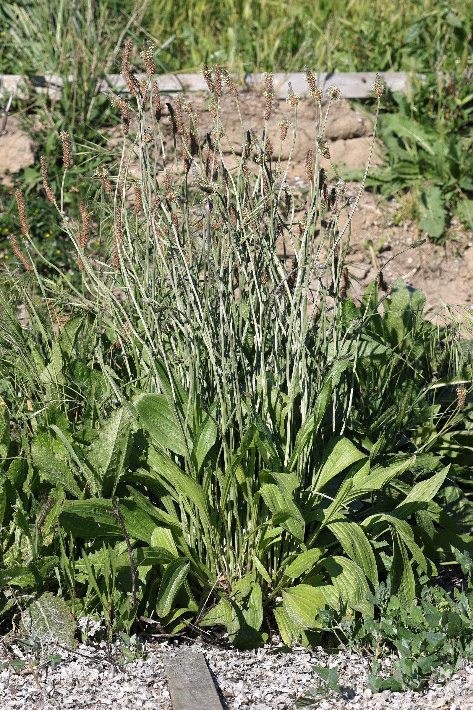 plantago_lanceolata_var_mediterranea1md