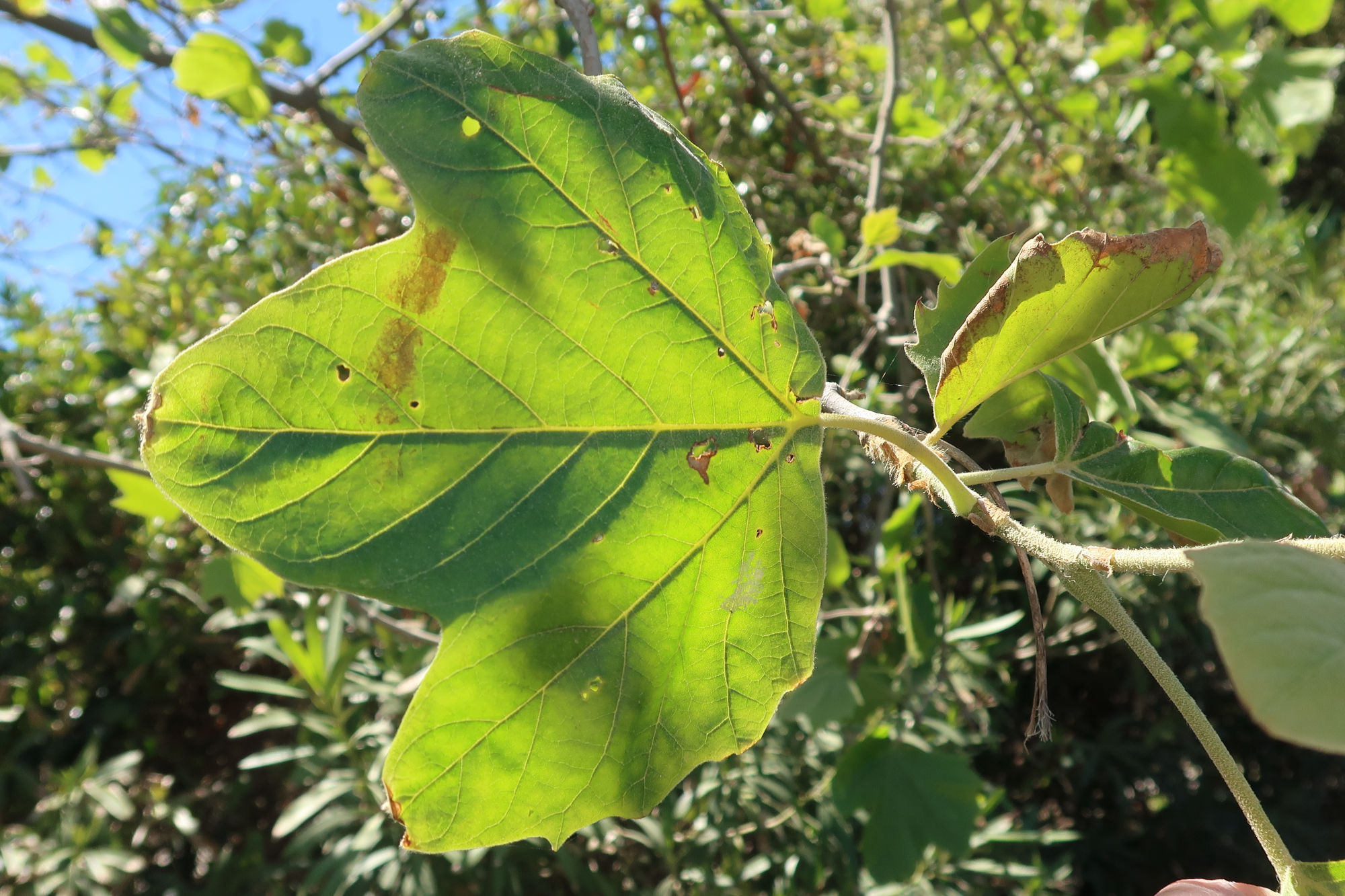platanus_x_hispanica13md