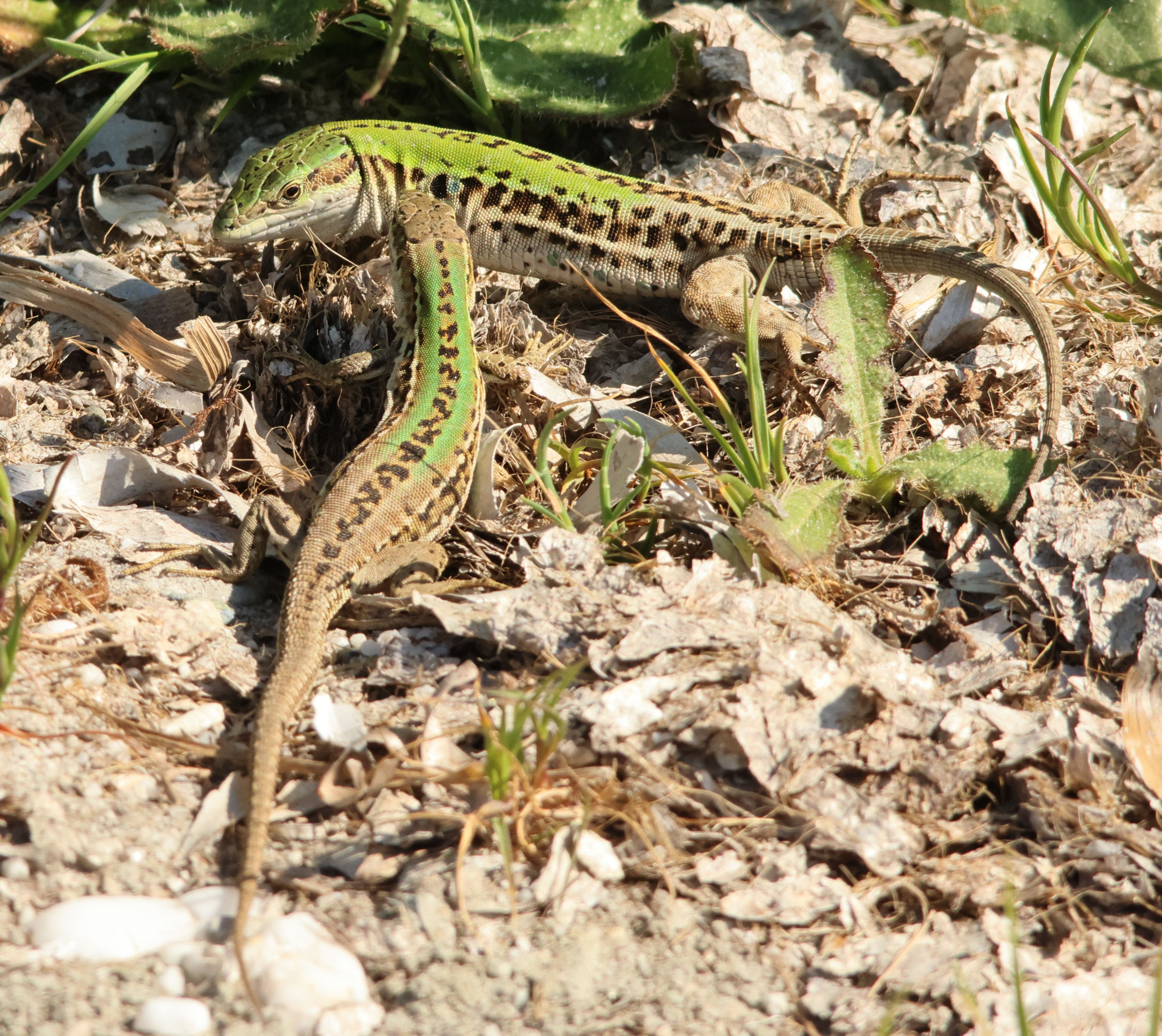podarcis_siculus4md