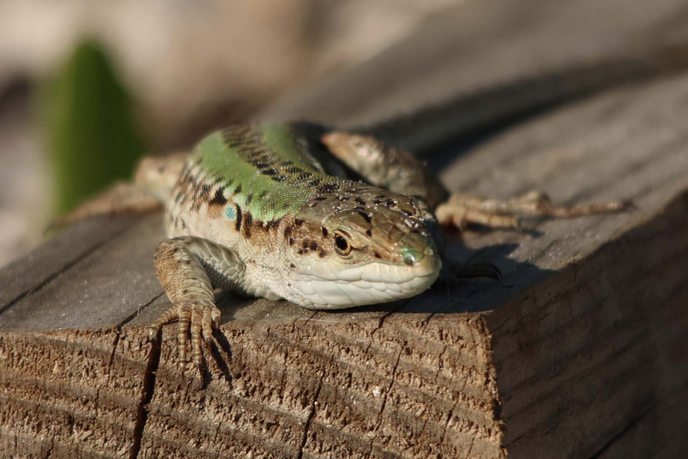podarcis_siculus5md