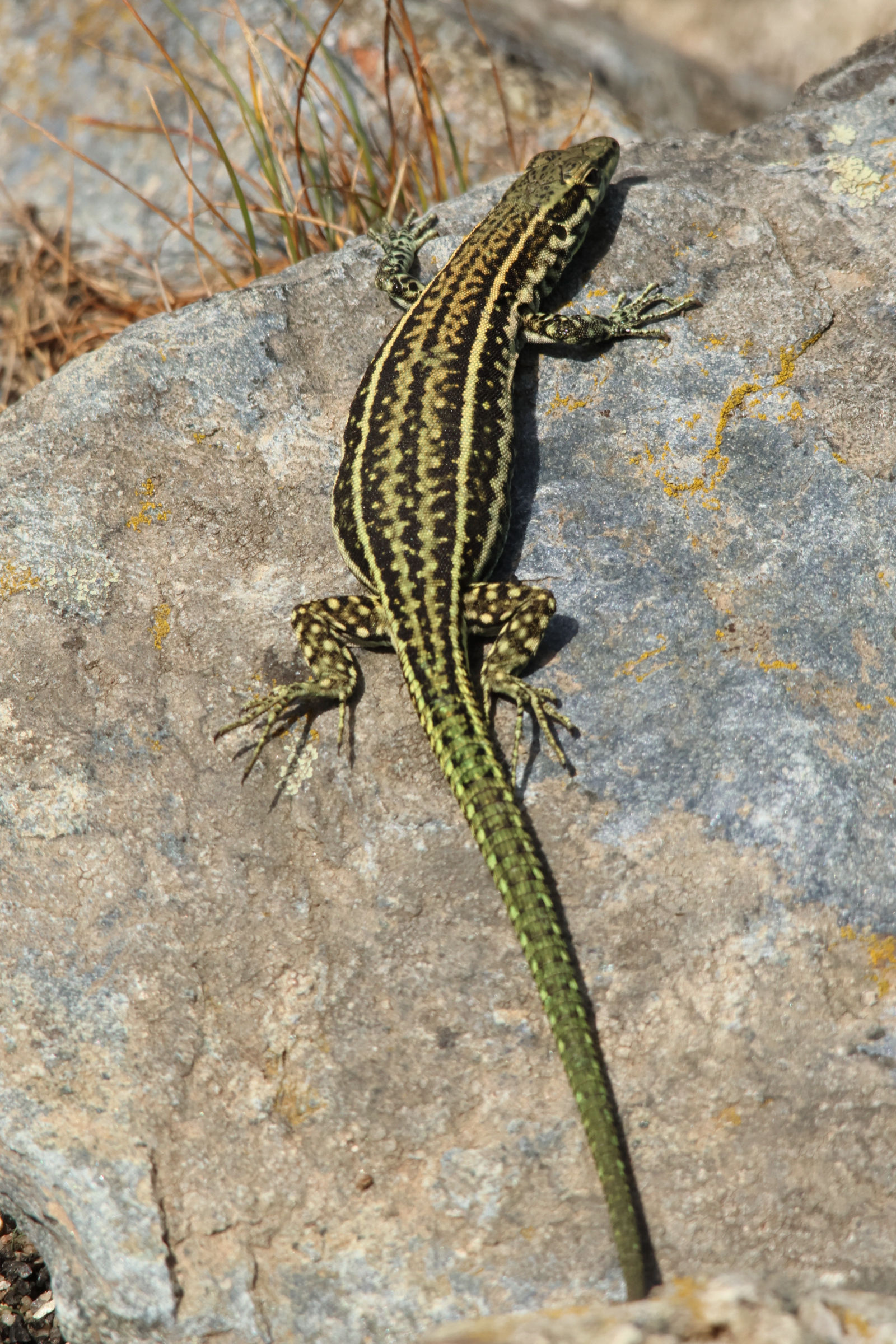 podarcis_tiliguerta5md