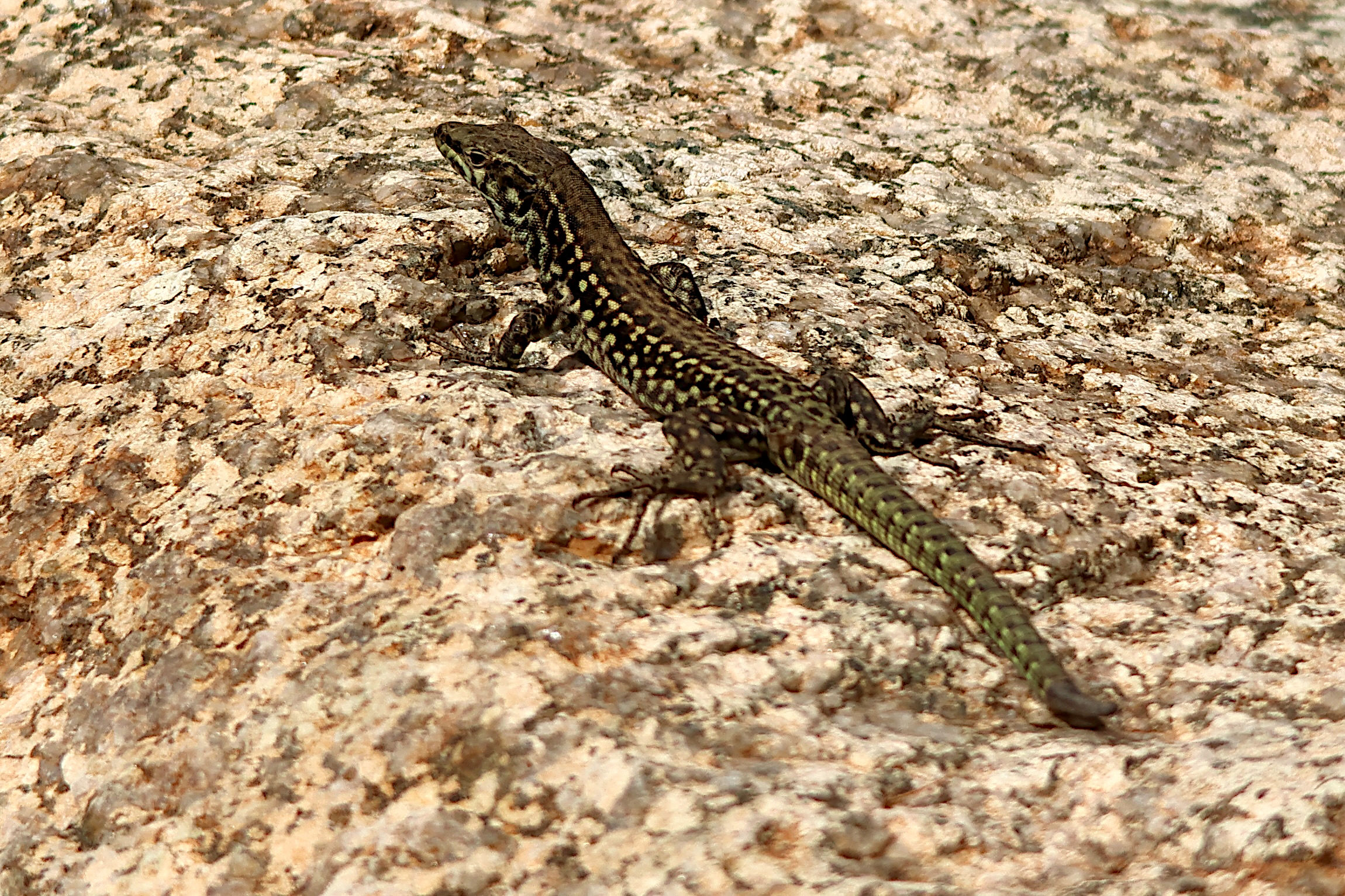 podarcis_tiliguerta6md