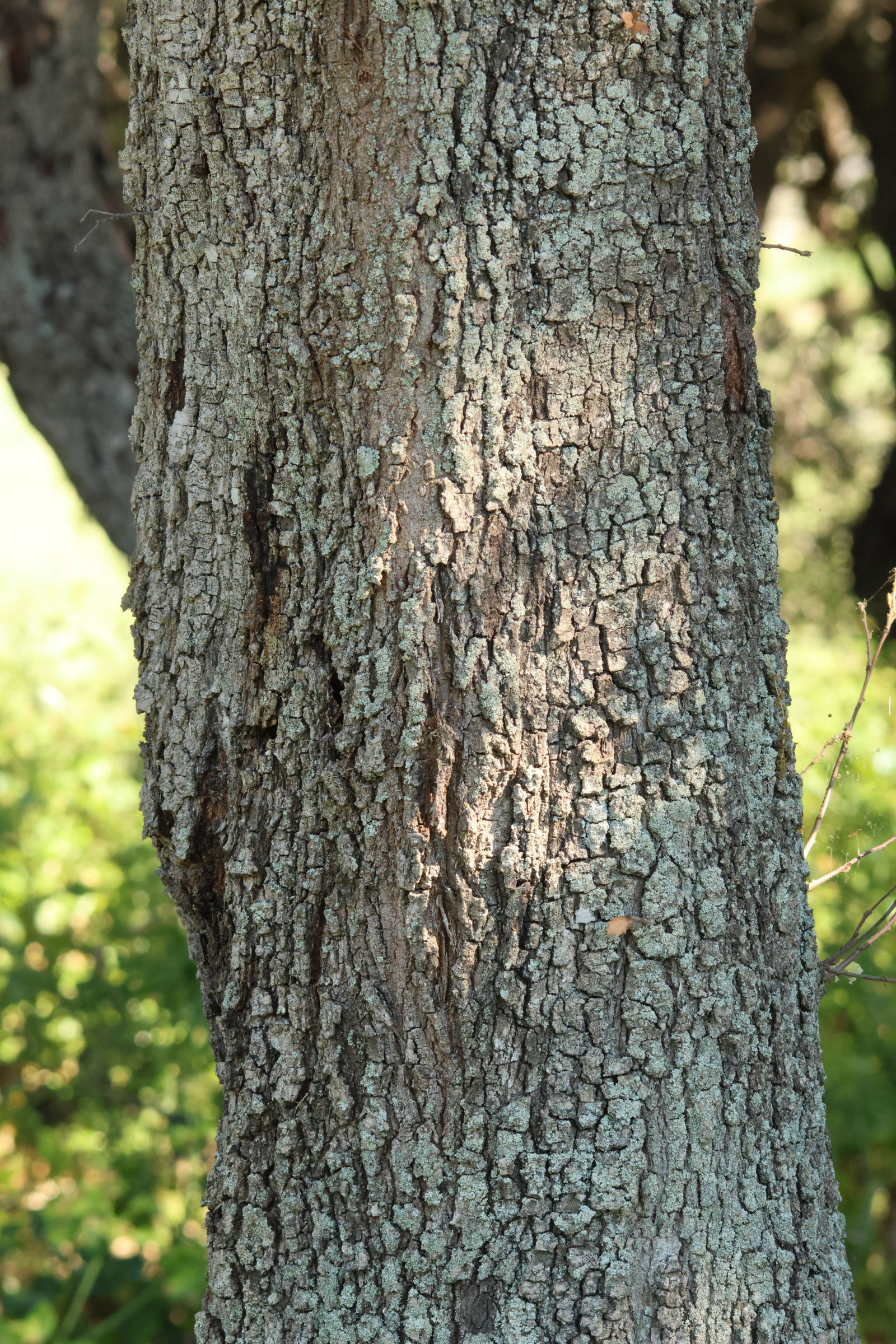 quercus_ilex15md