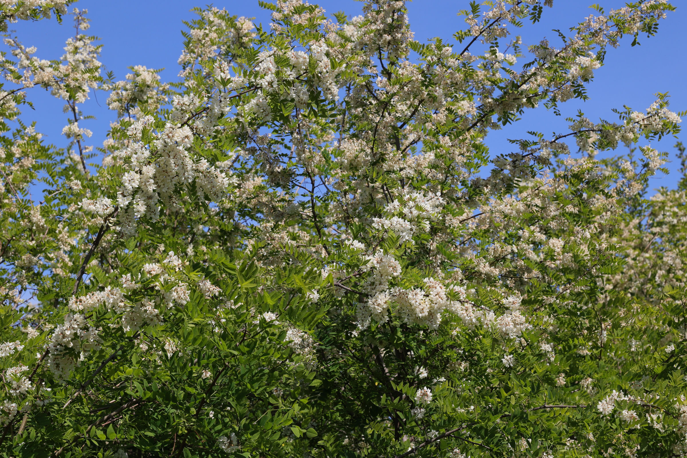 robinia_pseudoacacia4md