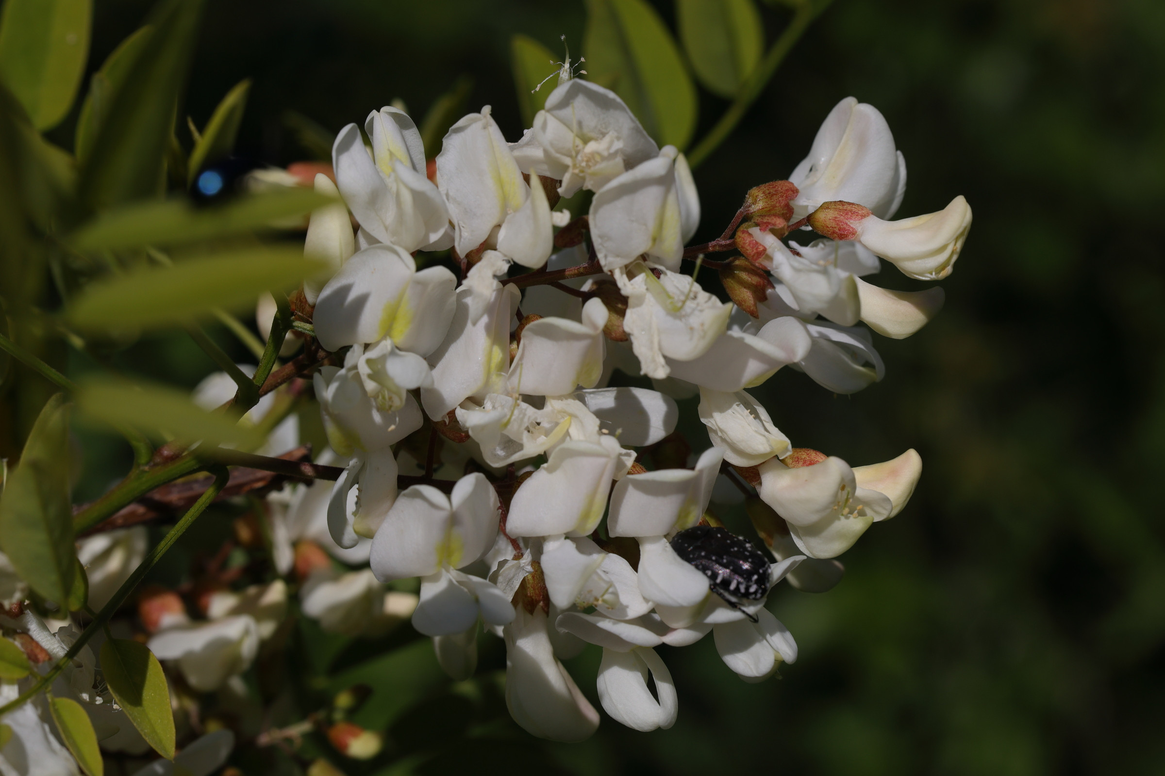 robinia_pseudoacacia5md