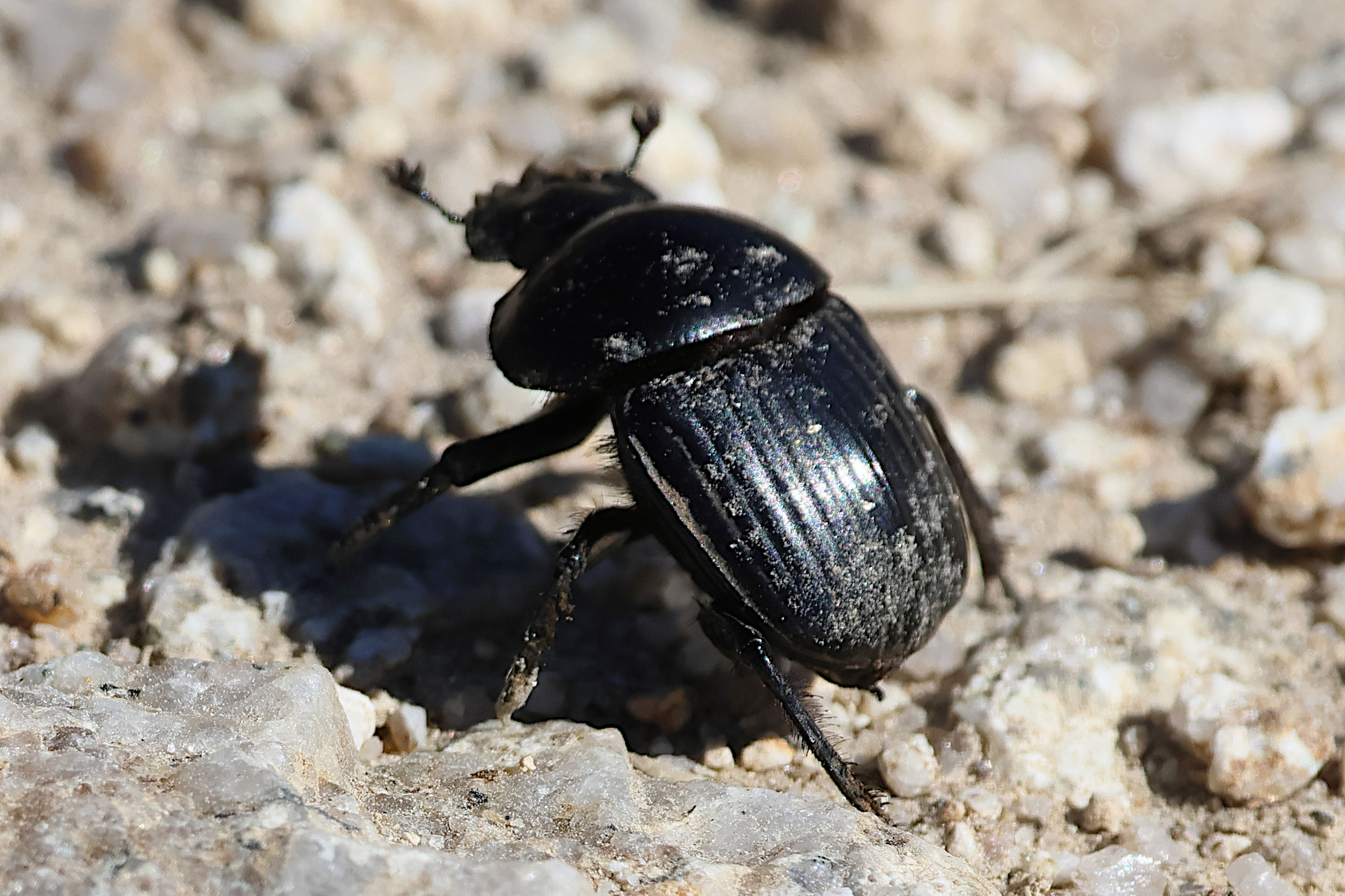 scarabaeus_laticollis6bd