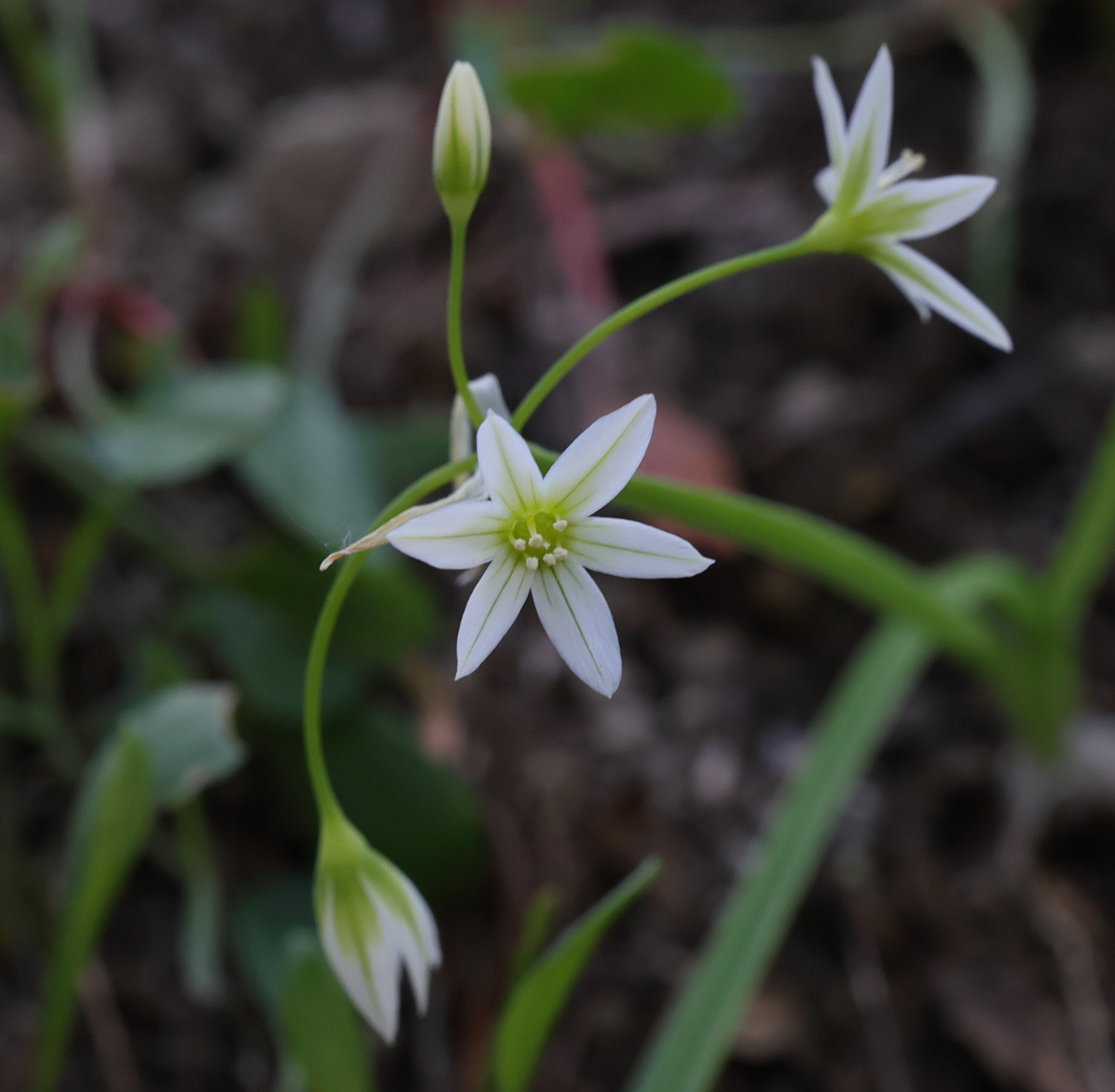 allium_pendulinum2md