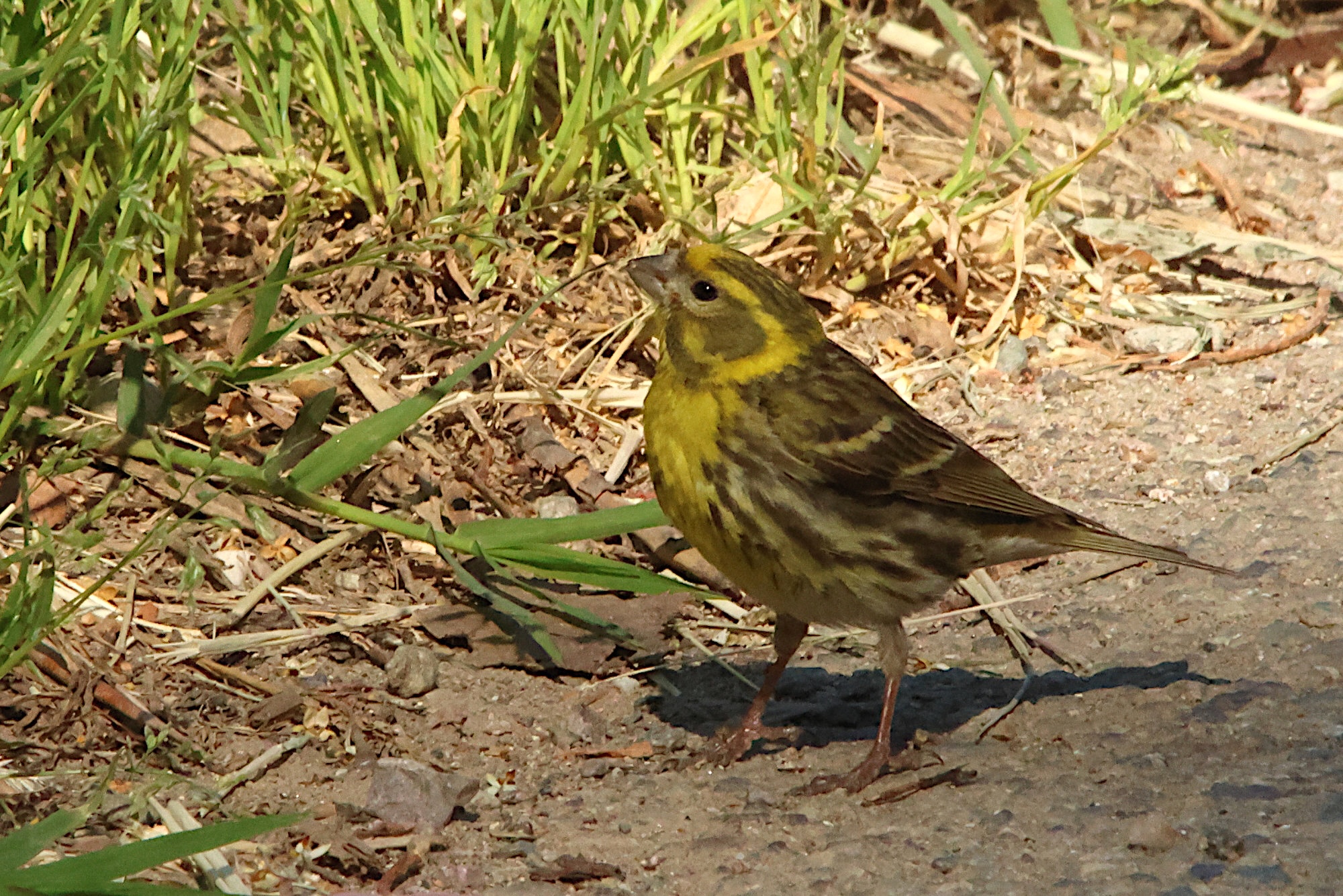 serin_cini_-_serinus_serinus6md