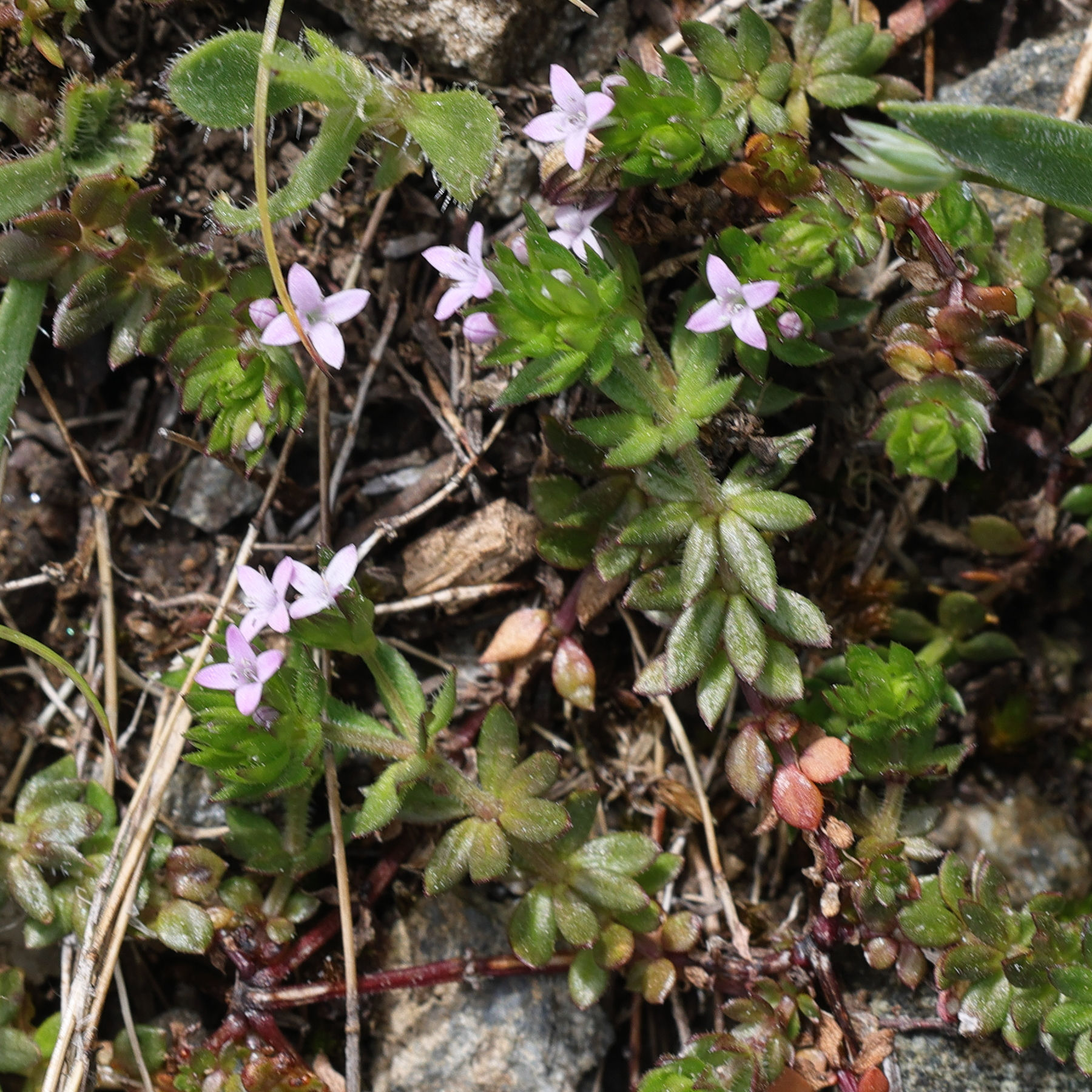 sherardia_arvensis2md