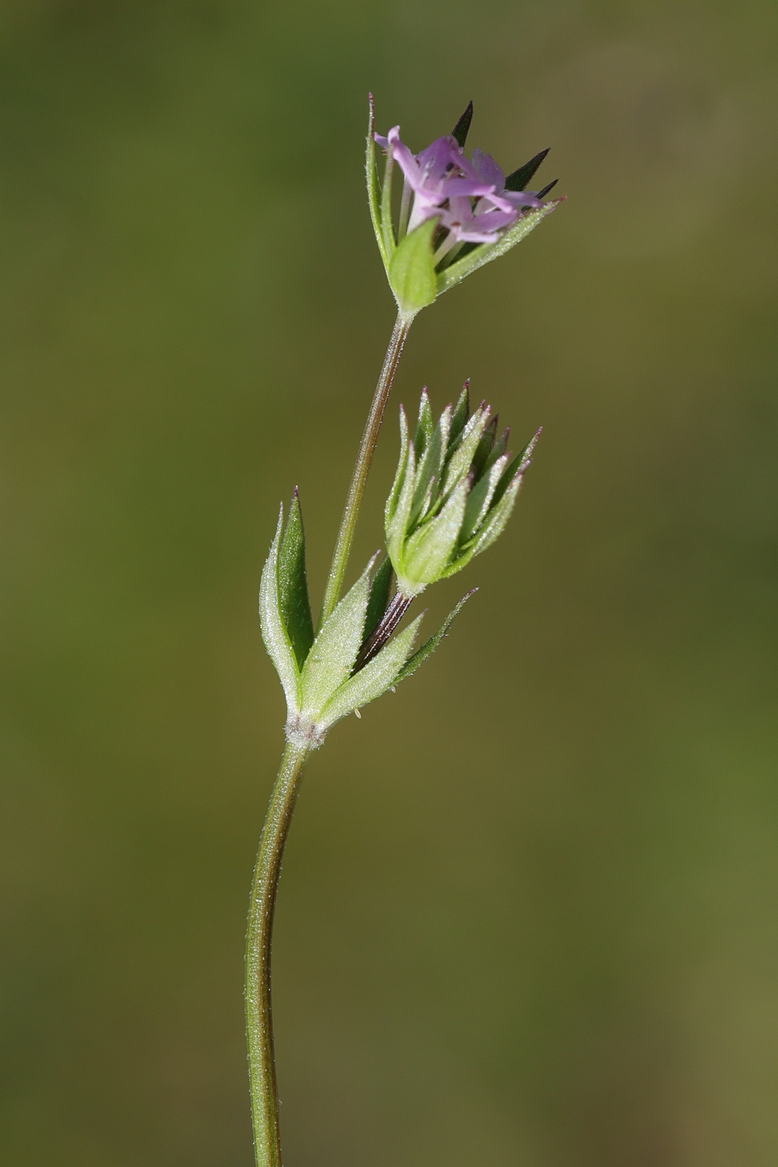 sherardia_arvensis5md