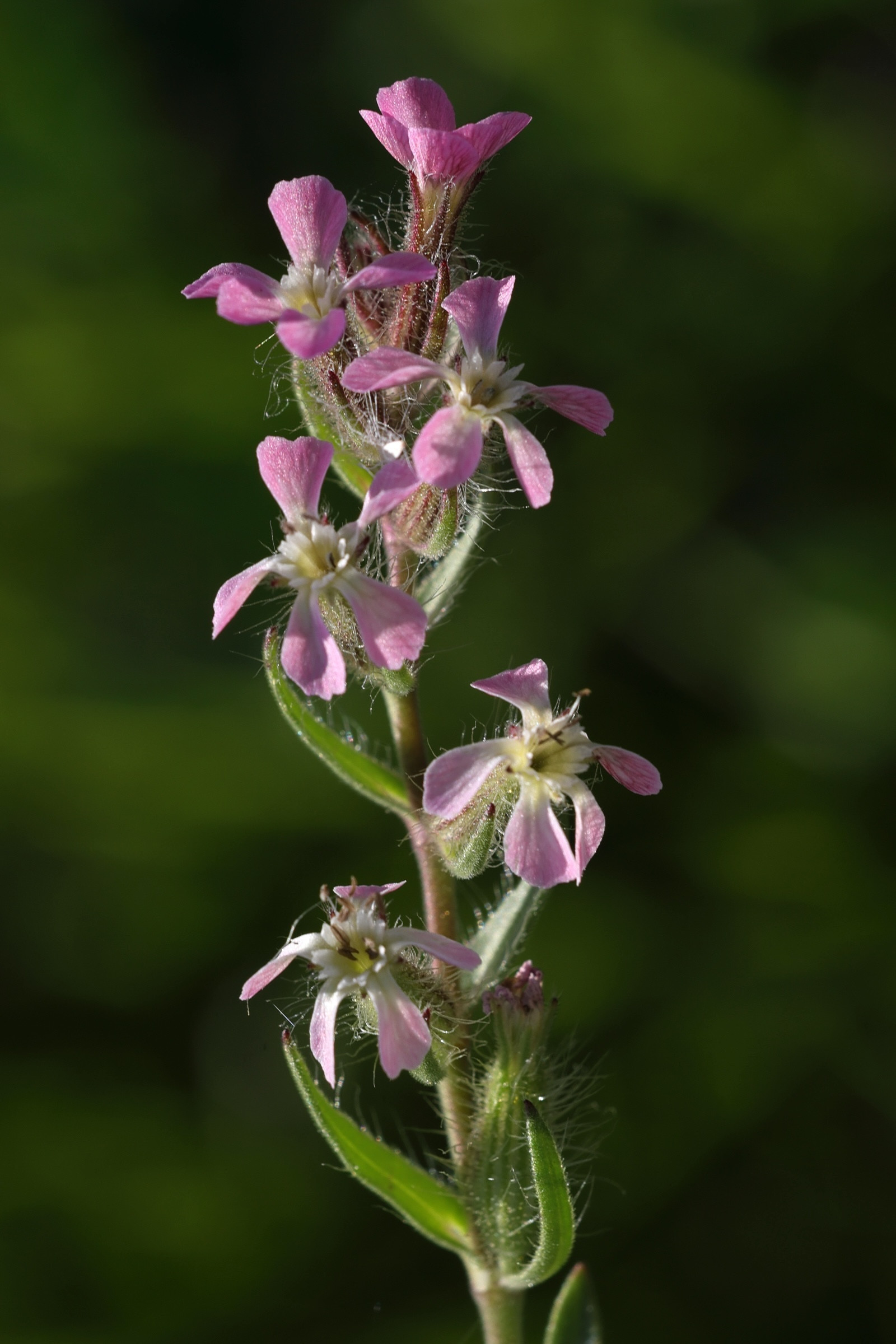 silene_gallica3md