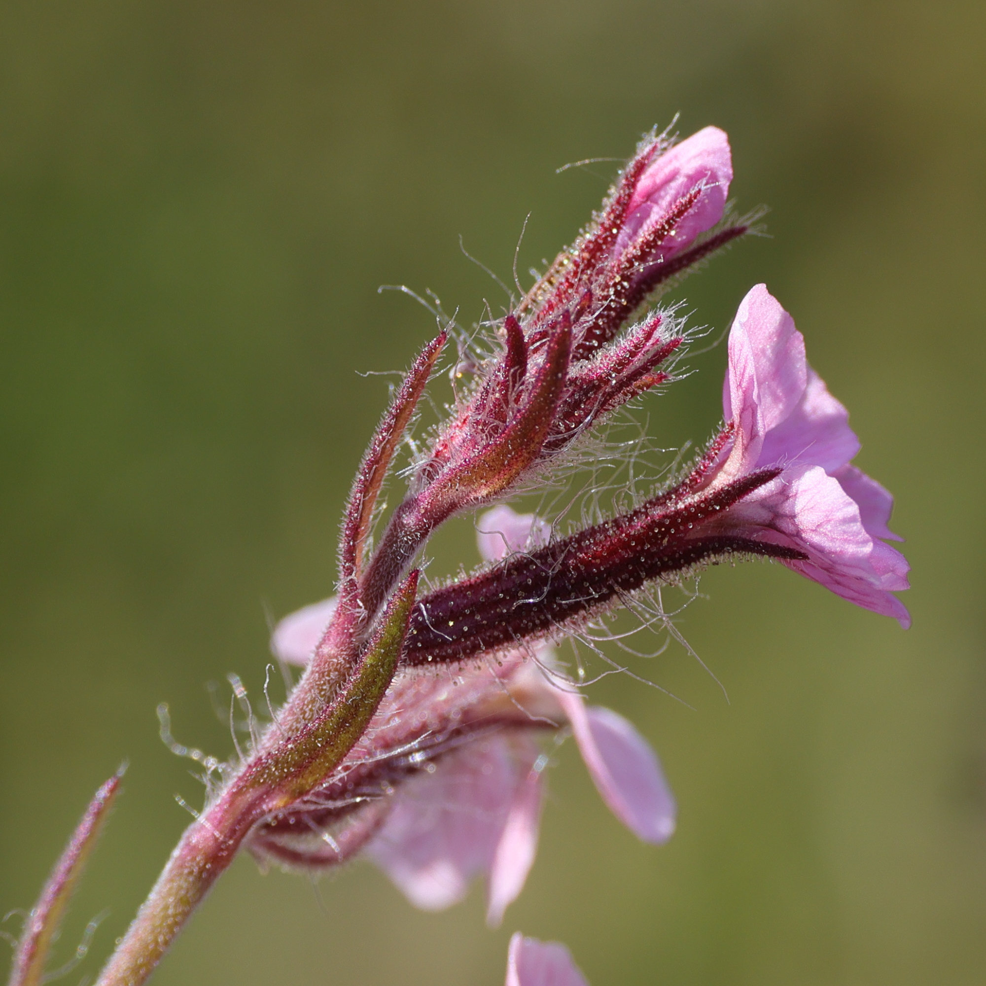 silene_gallica7md