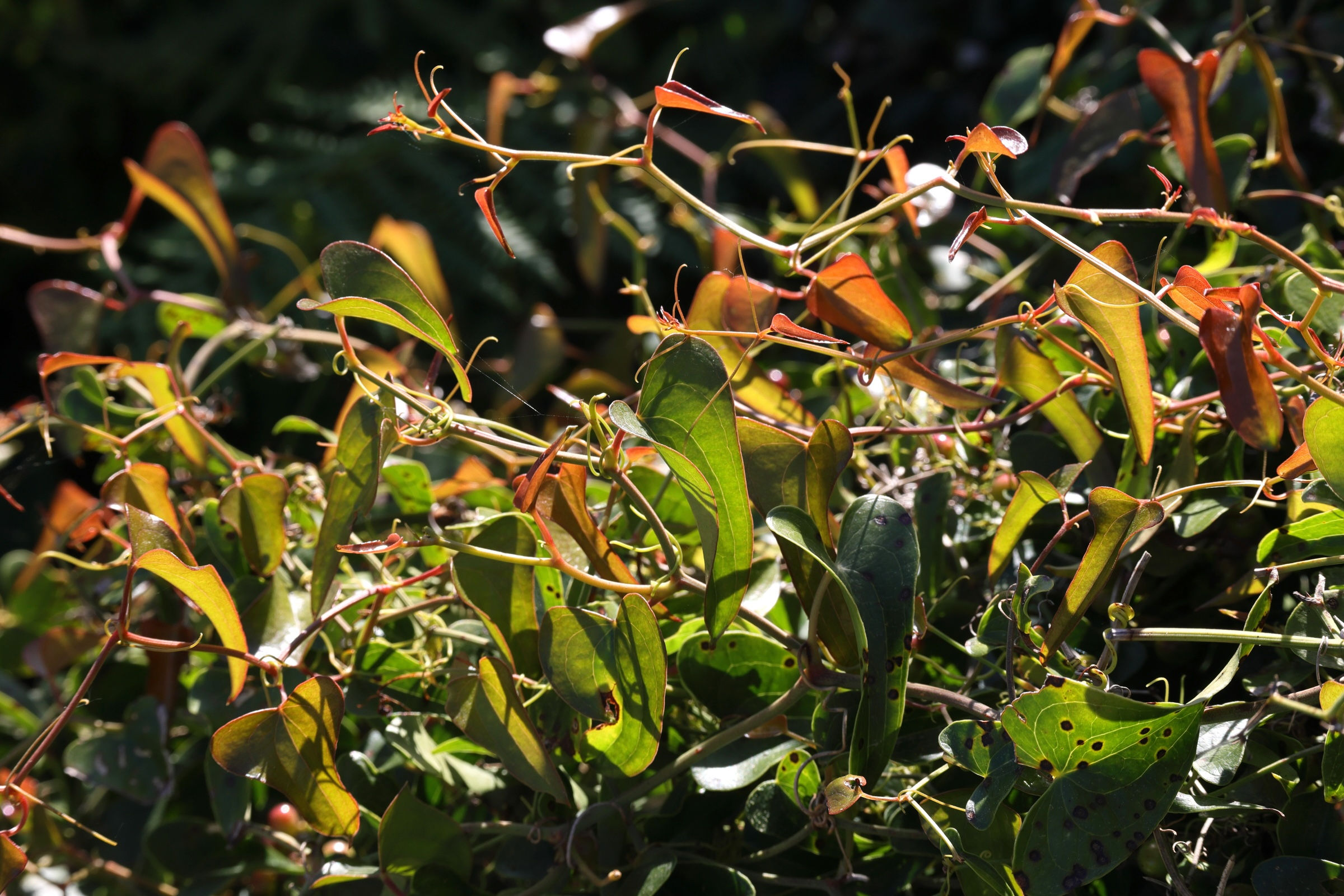 smilax_aspera1md