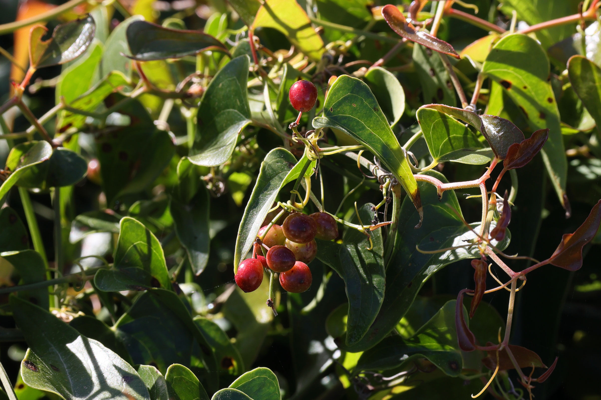 smilax_aspera5md