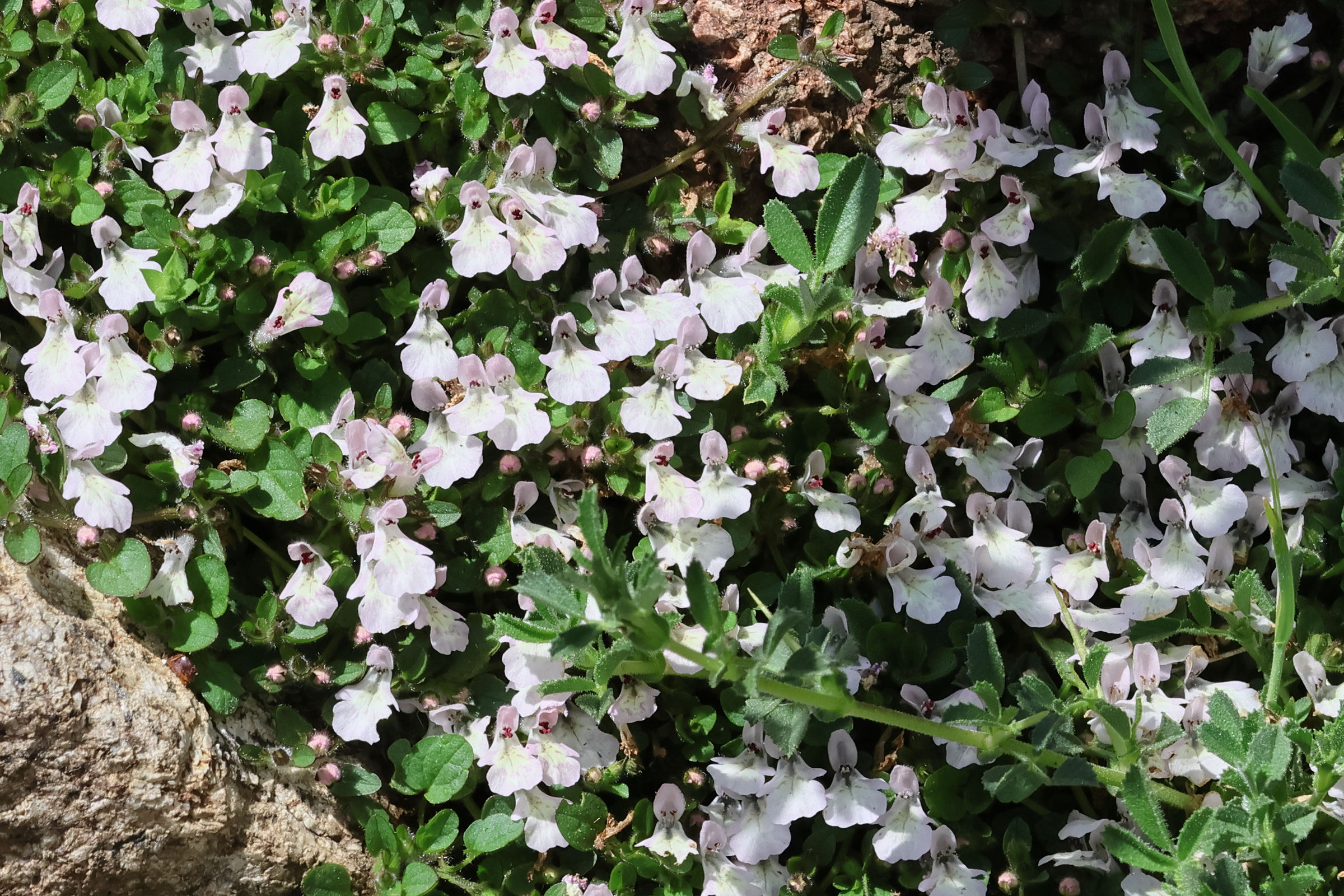 stachys_corsica3bd