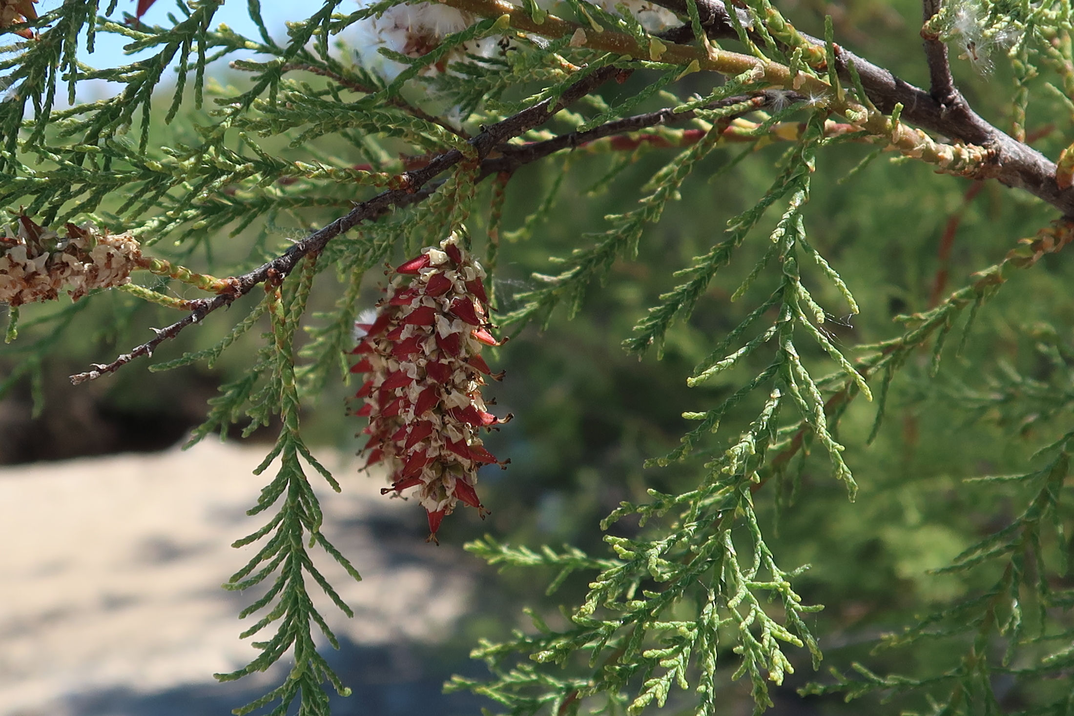tamarix_africana4md