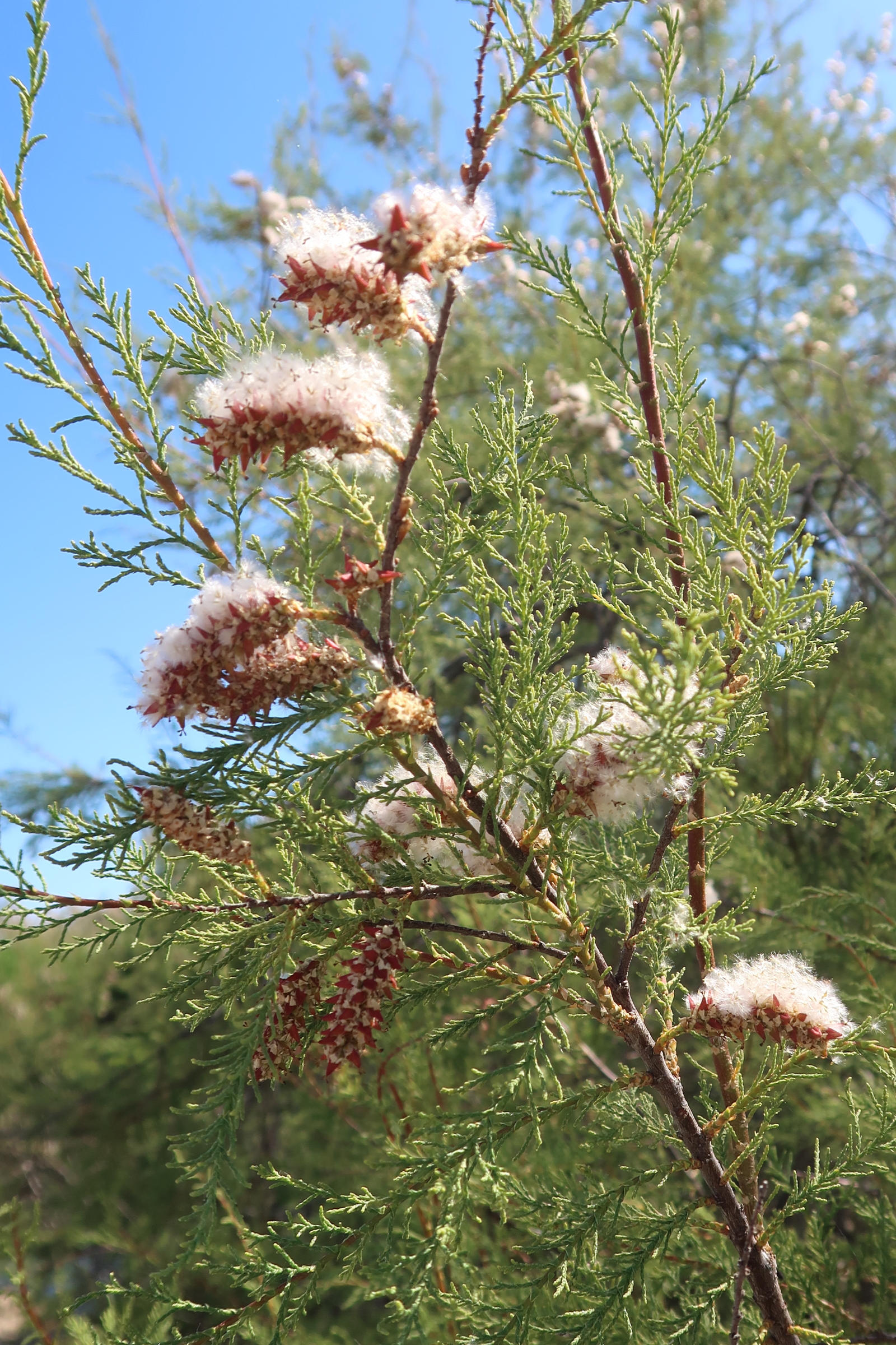 tamarix_africana5md