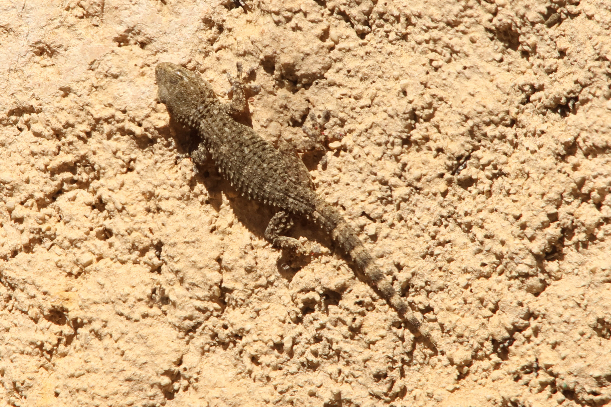 tarentola_mauritanica4md