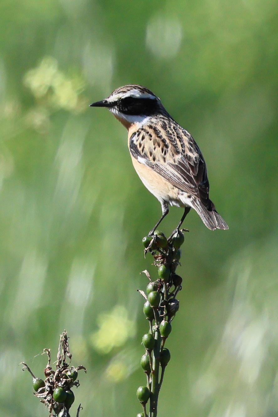 tarier_des_pres_-_saxicola_rubetra7bd