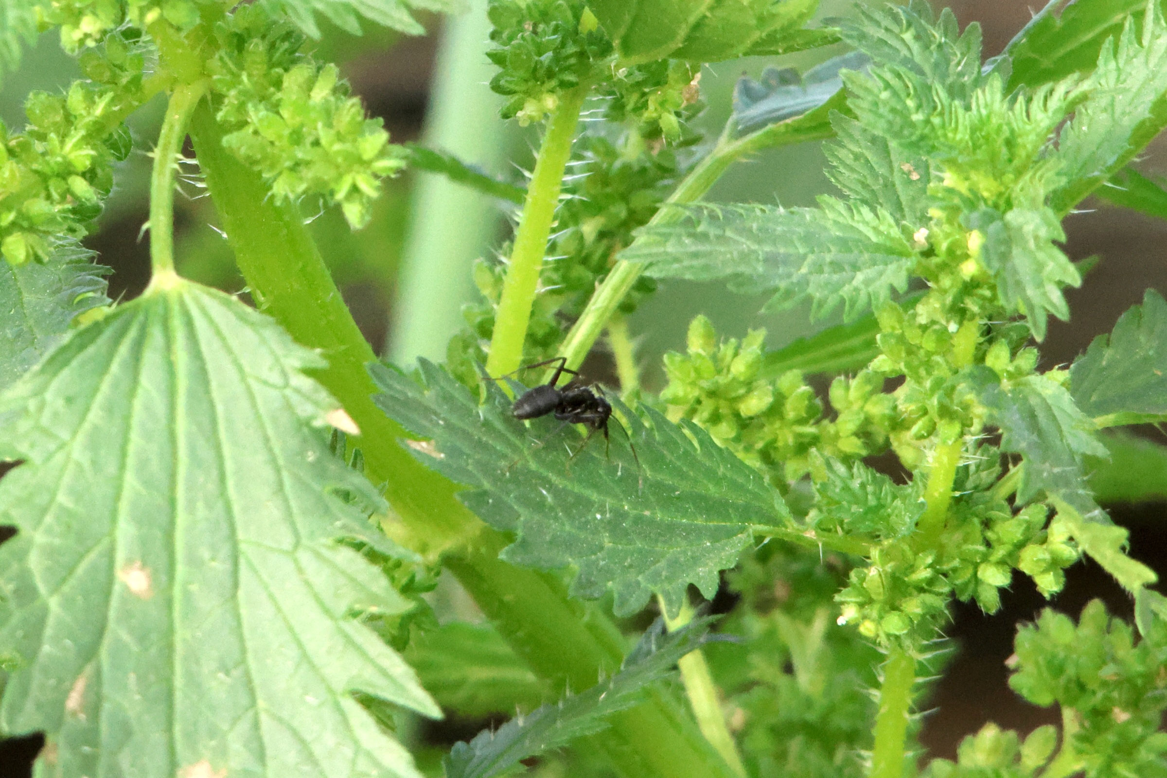 urtica_urens4md