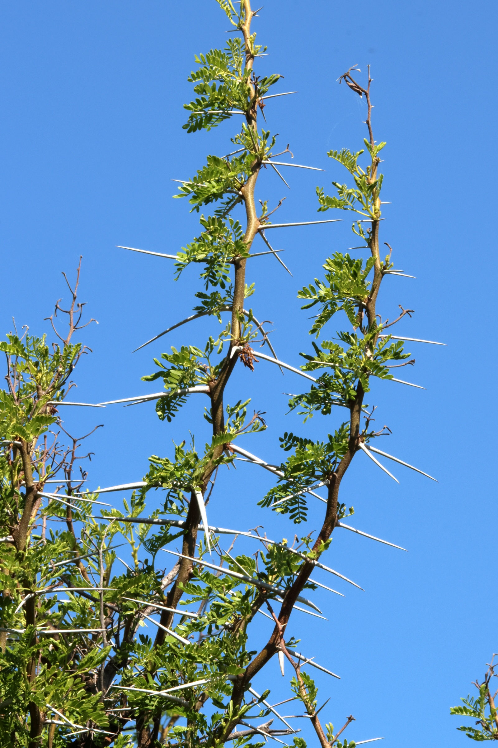 vachellia_karroo10md