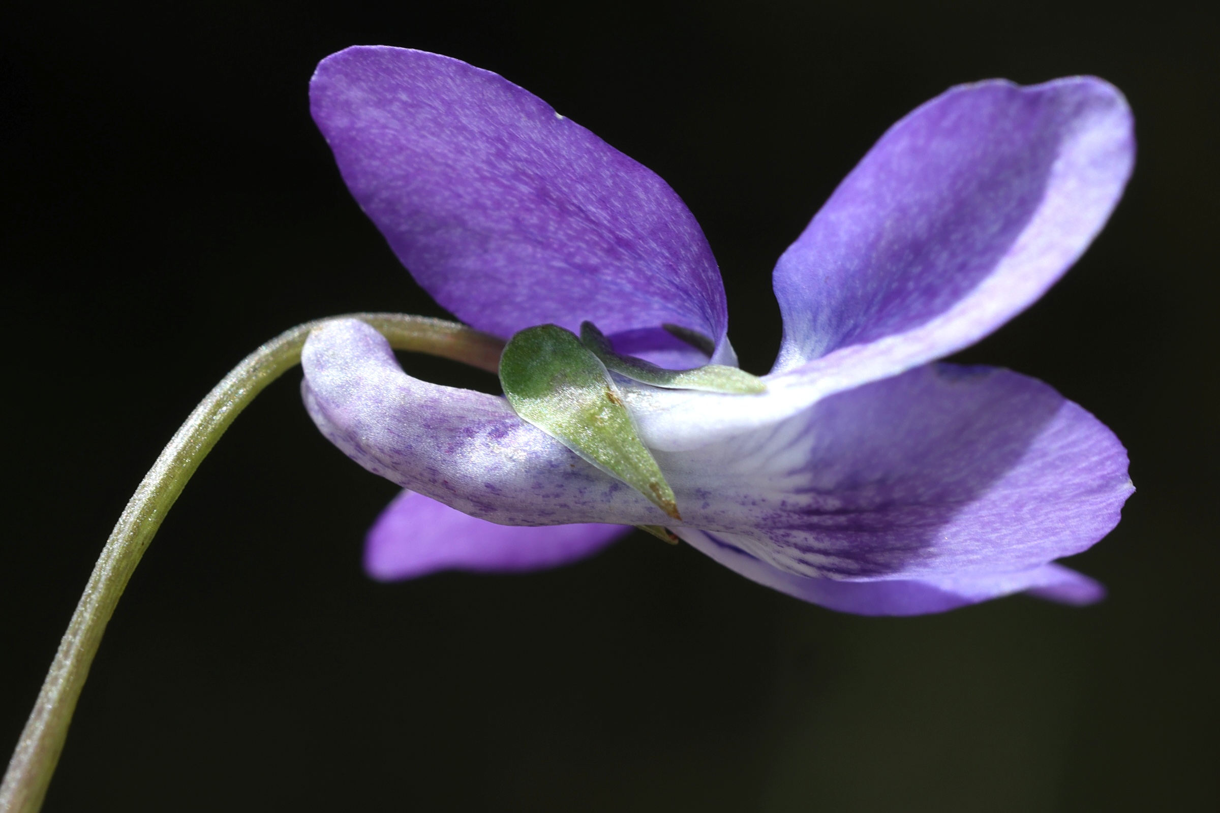 viola_riviniana2md