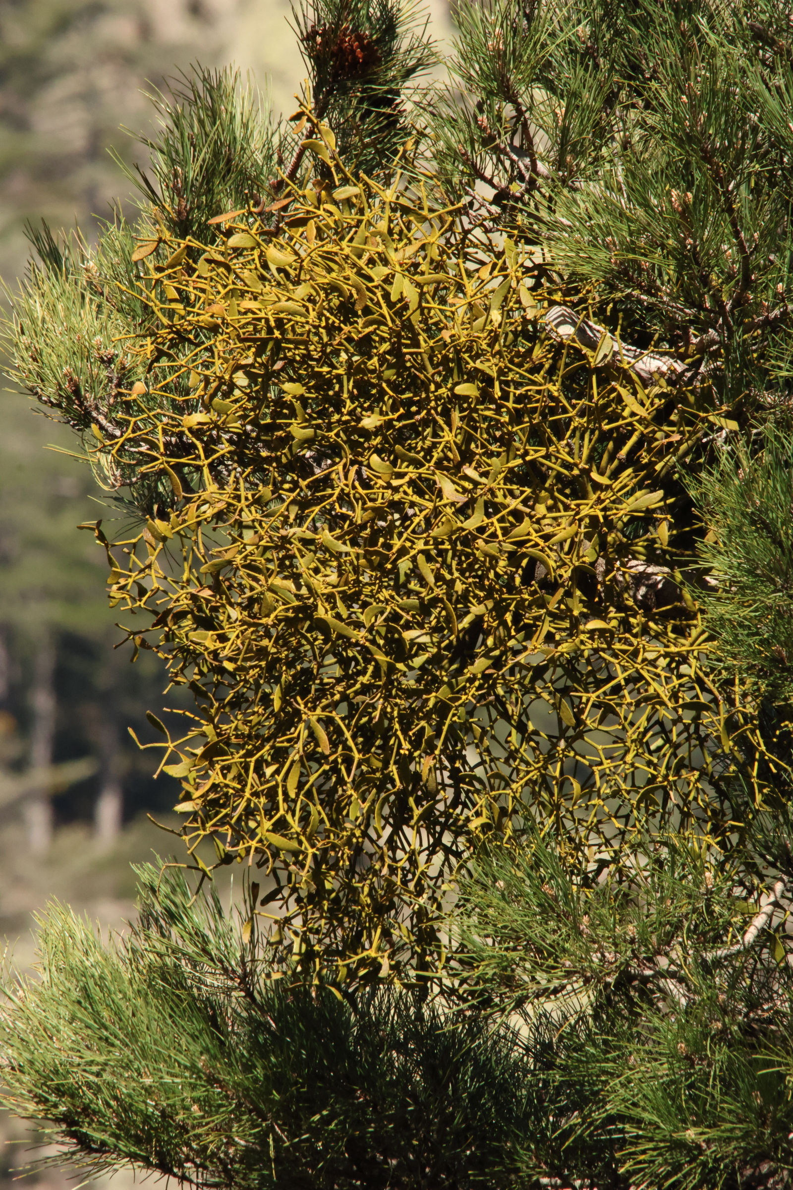 viscum_album-austriacum4md