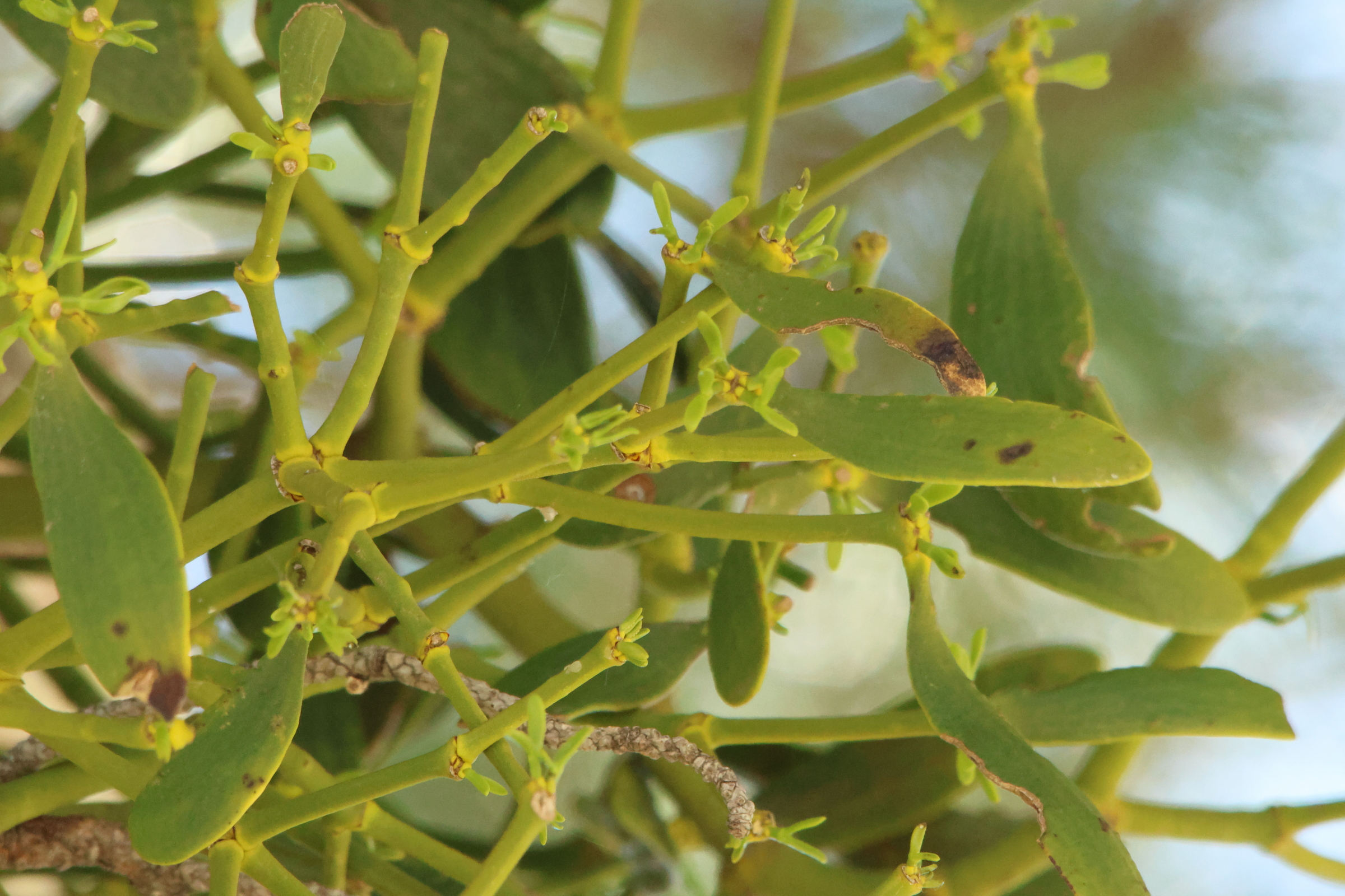 viscum_album_austriacum5md