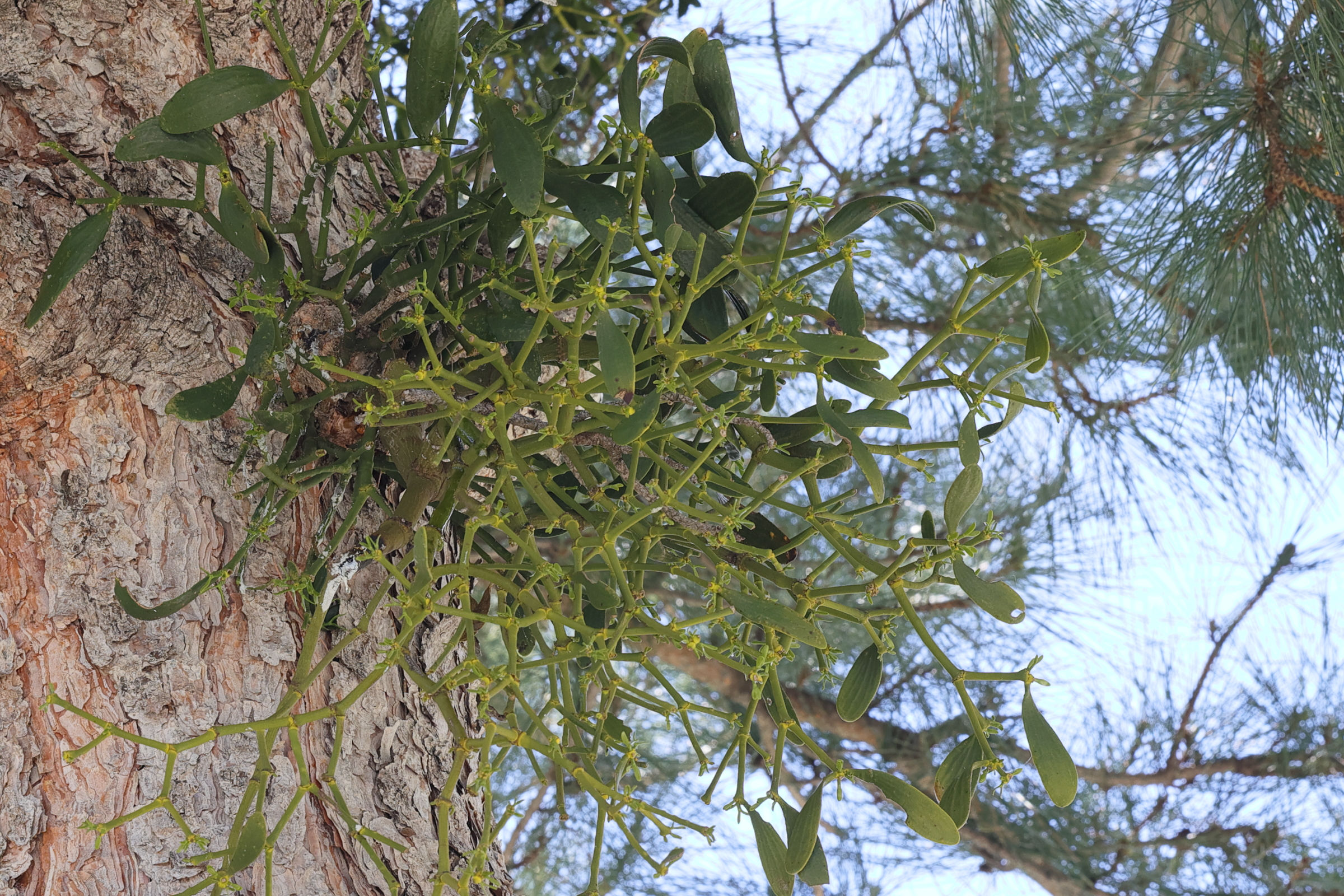 viscum_album_austriacum6md