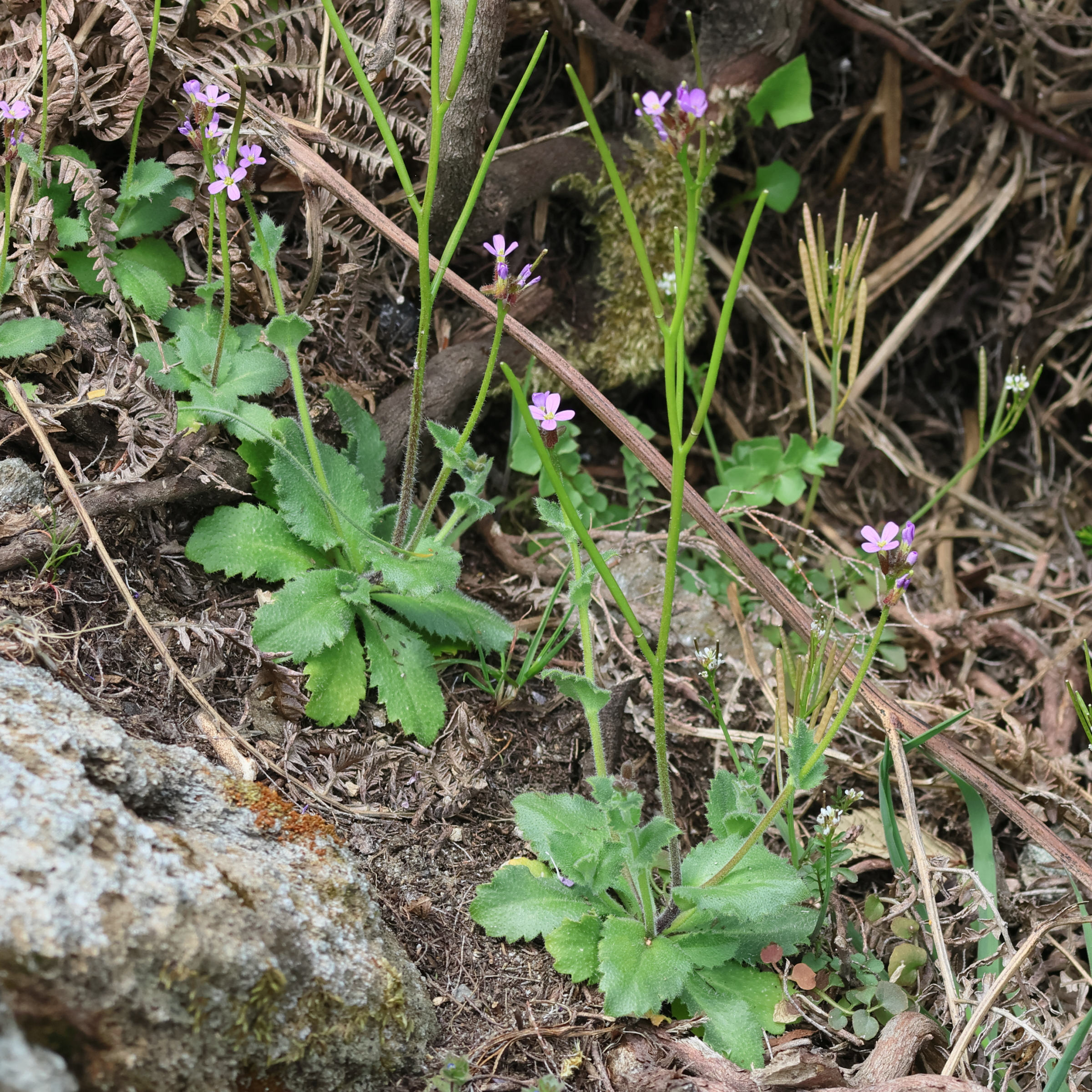 arabis_verna1bd