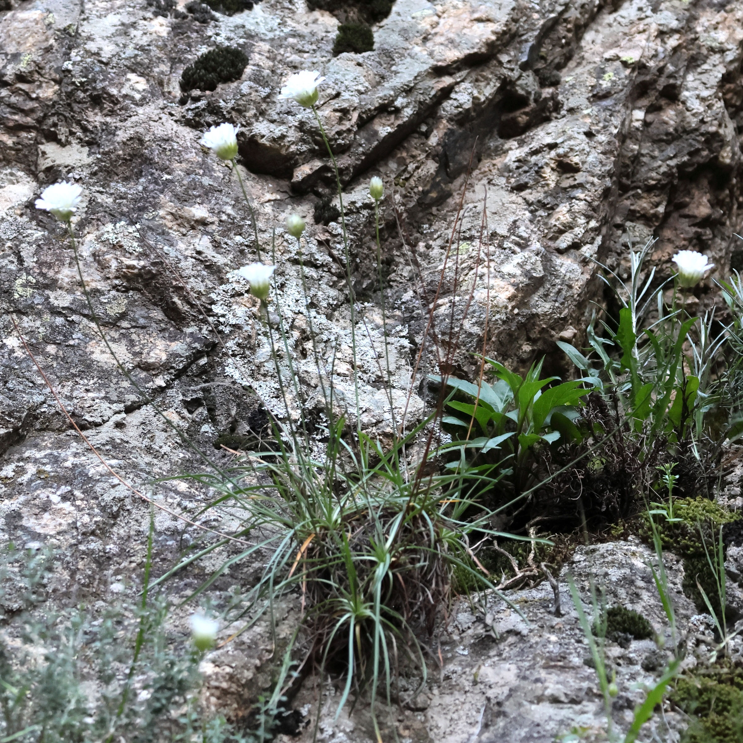 armeria_leucocephala1bd