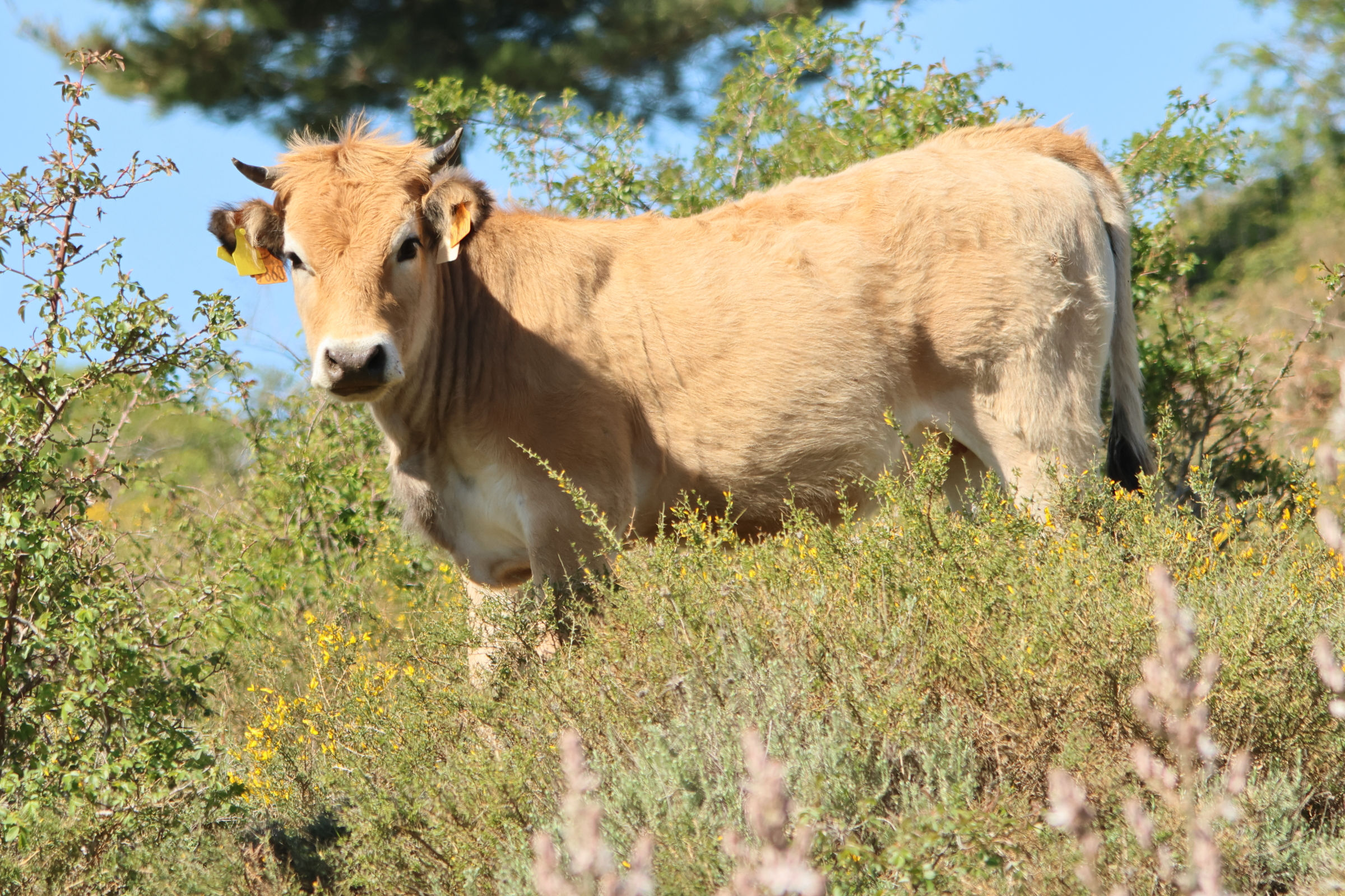 bos_taurus_corse1md