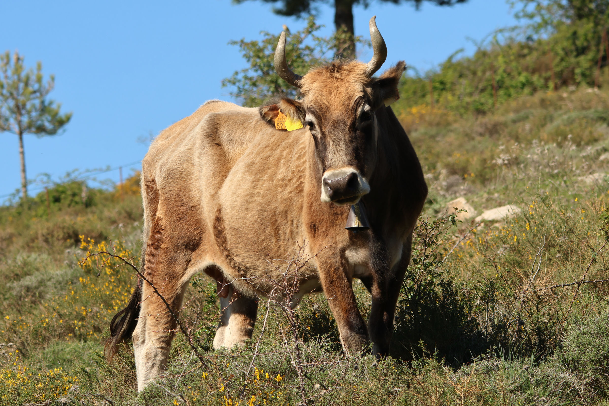 bos_taurus_corse2md