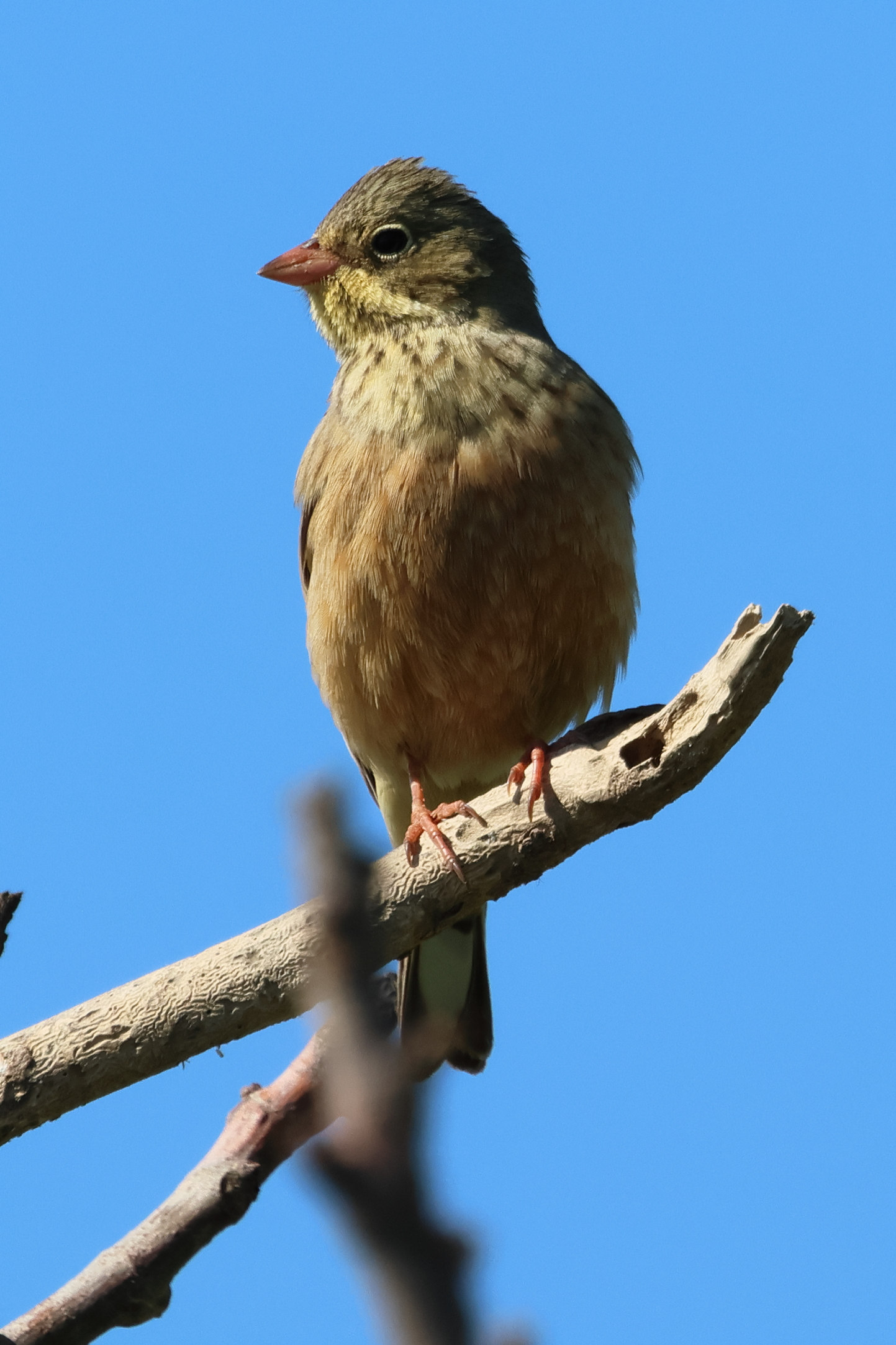 bruant_ortolan_-_emberiza_hortulana1bd