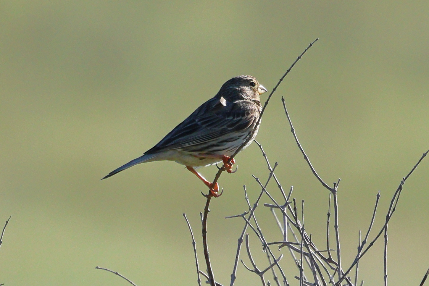 bruant_proyer_-_emberiza_calandra1bd
