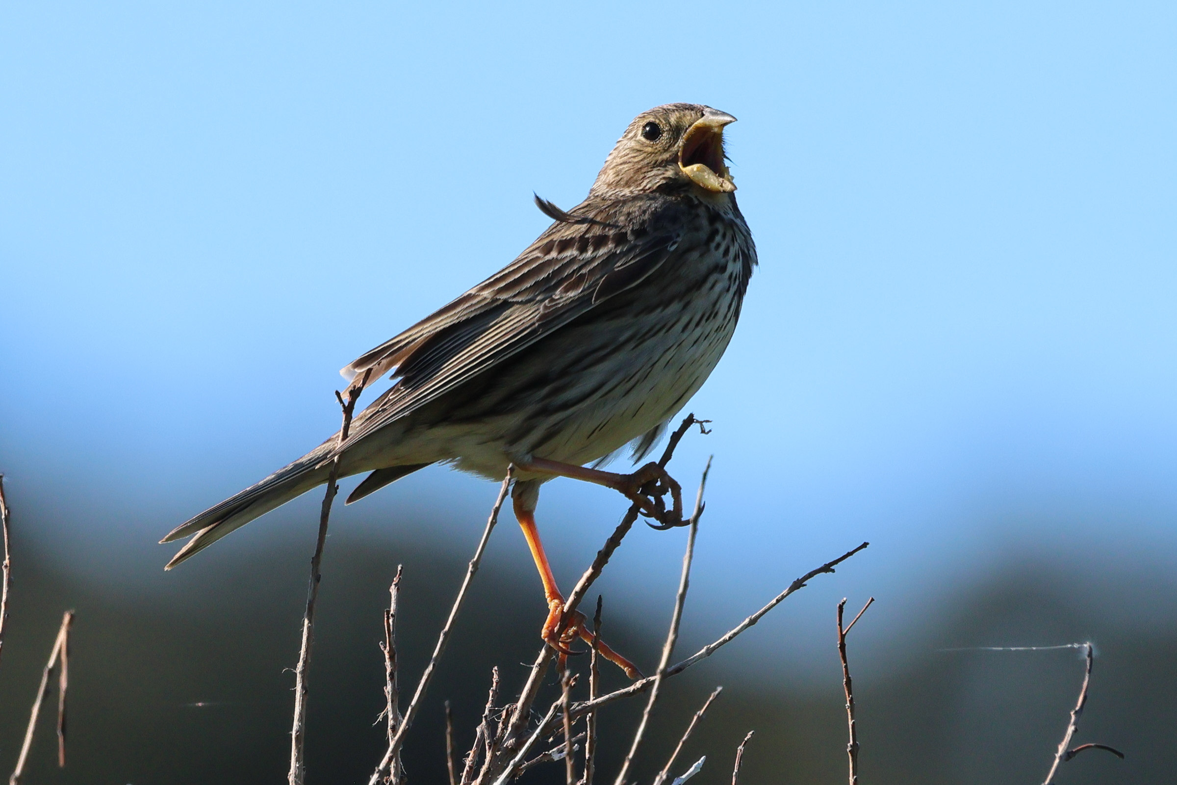 bruant_proyer_-_emberiza_calandra2bd