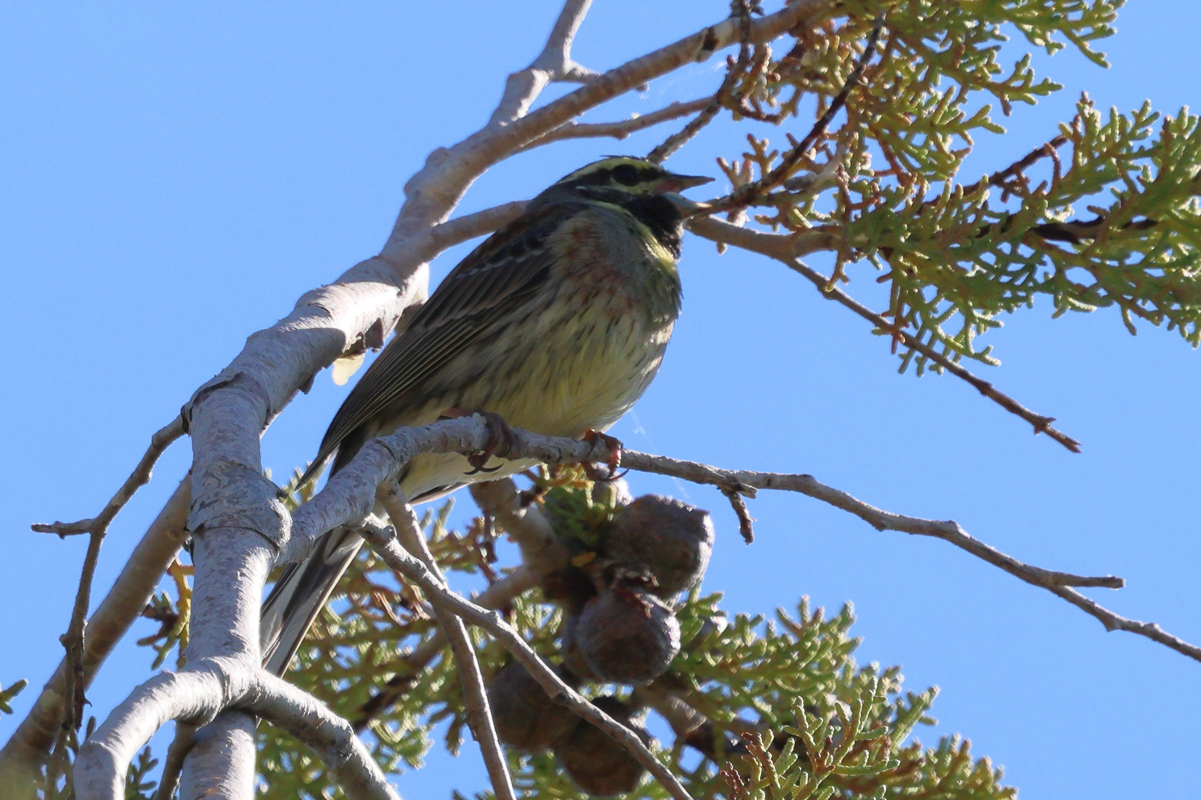 bruant_zizi_-_emberiza_cirlus1bd