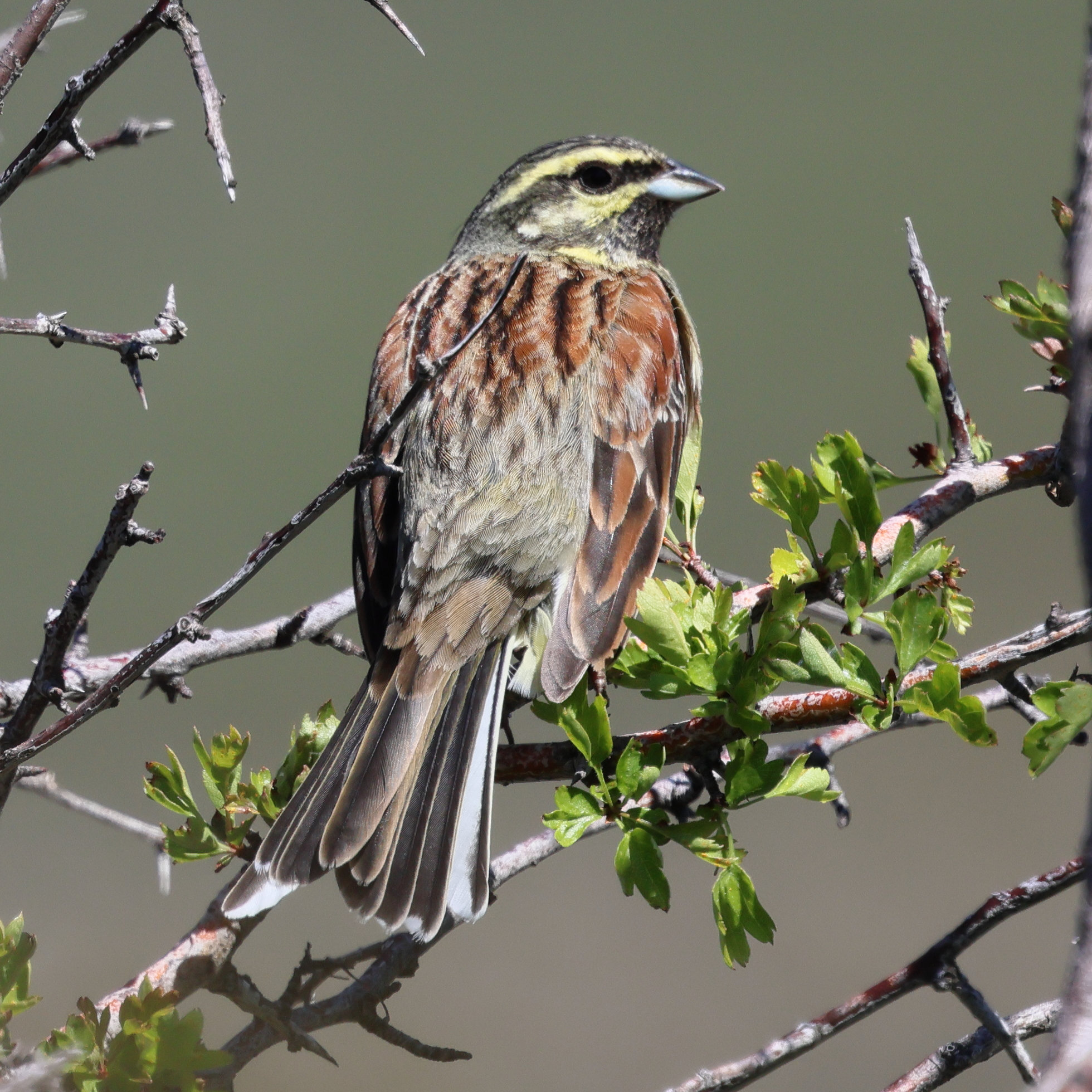 bruant_zizi_-_emberiza_cirlus2bd