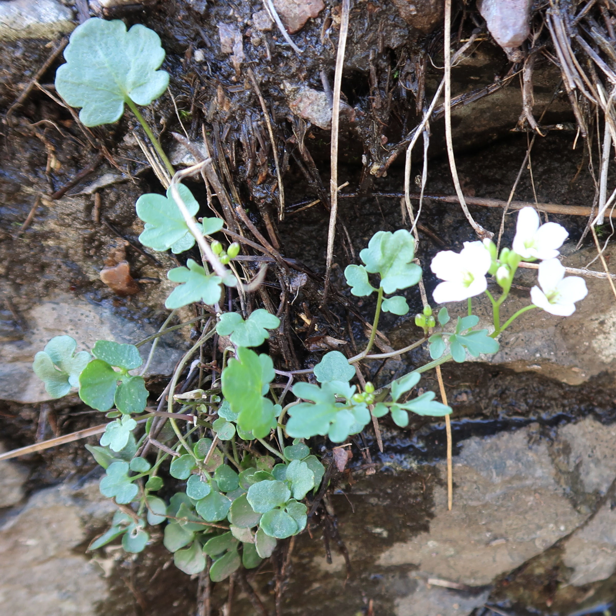cardamine_plumieri1md
