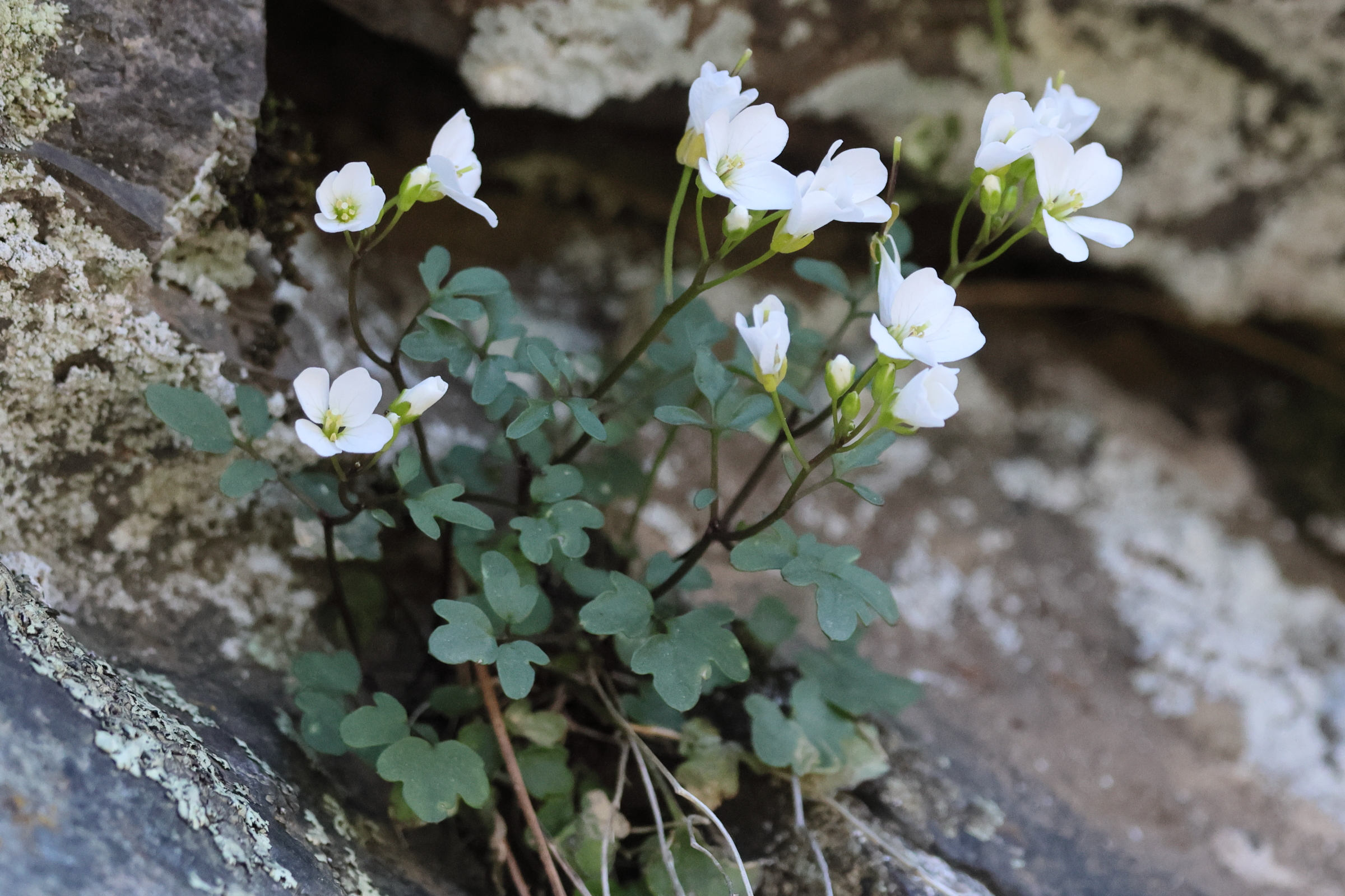 cardamine_plumieri2bd