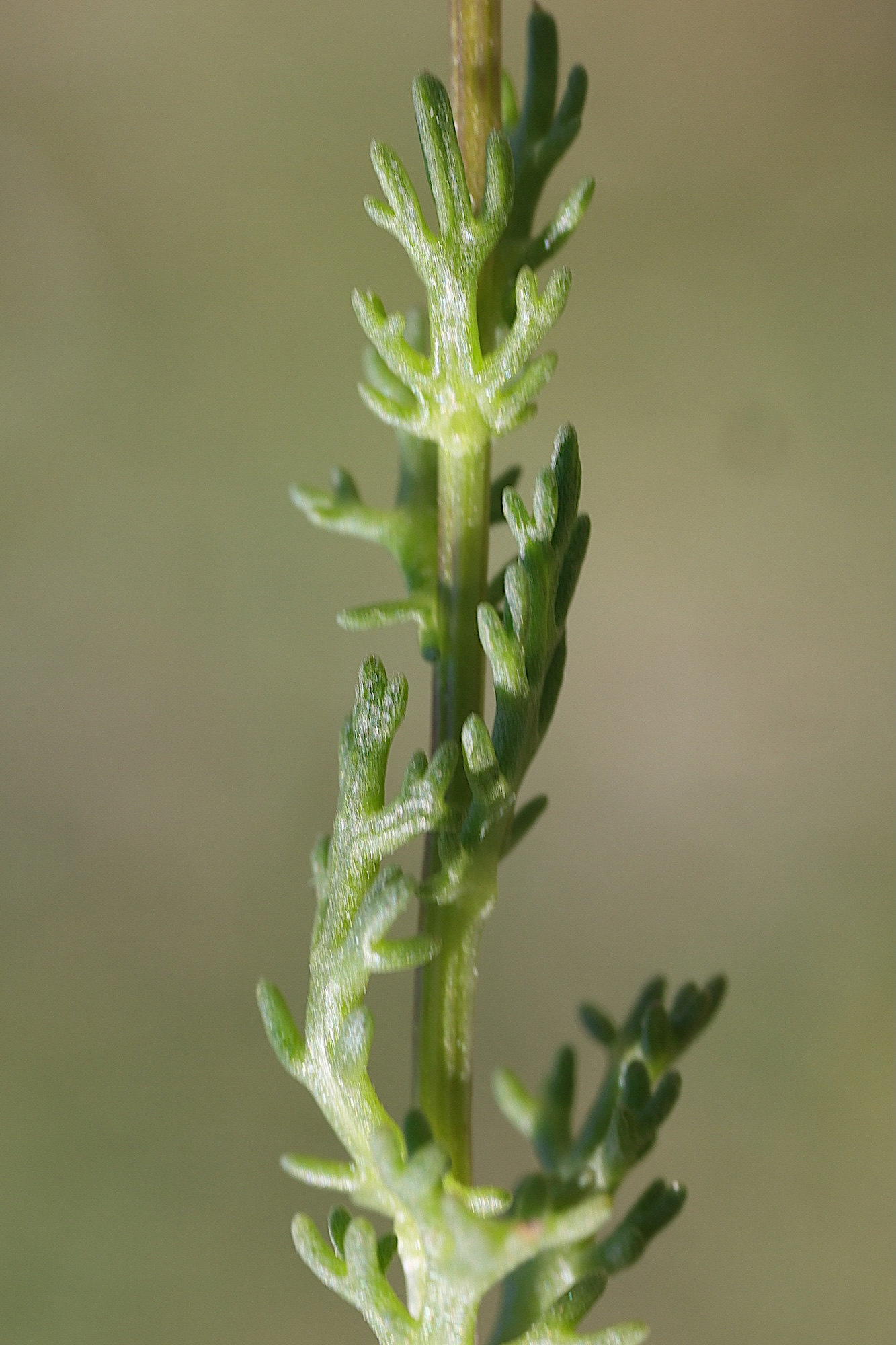 chamaemelum_fuscatum2md