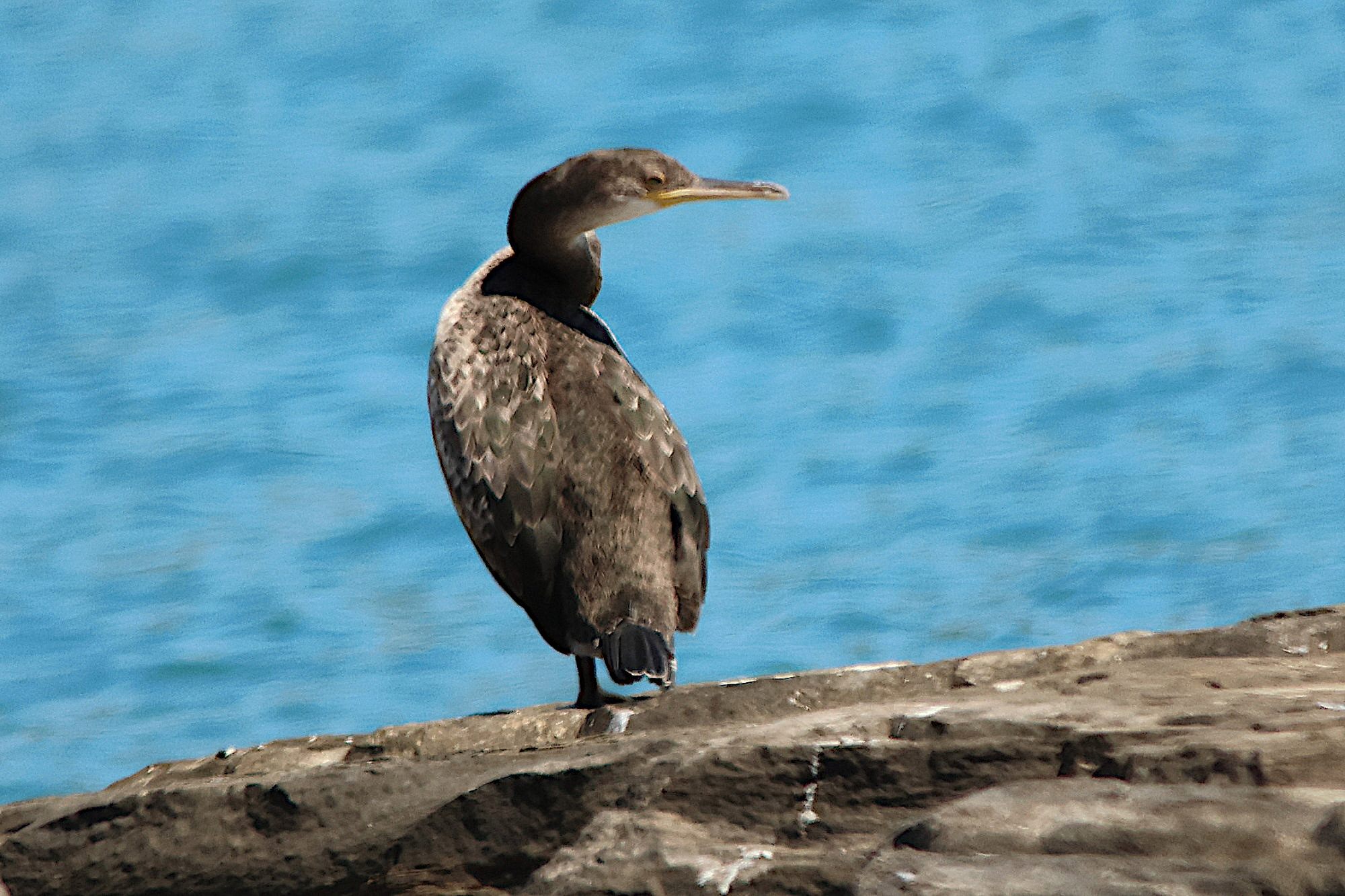 cormoran_huppe_mediterraneen_-_gulosus_aristotelis_desmarestii1md