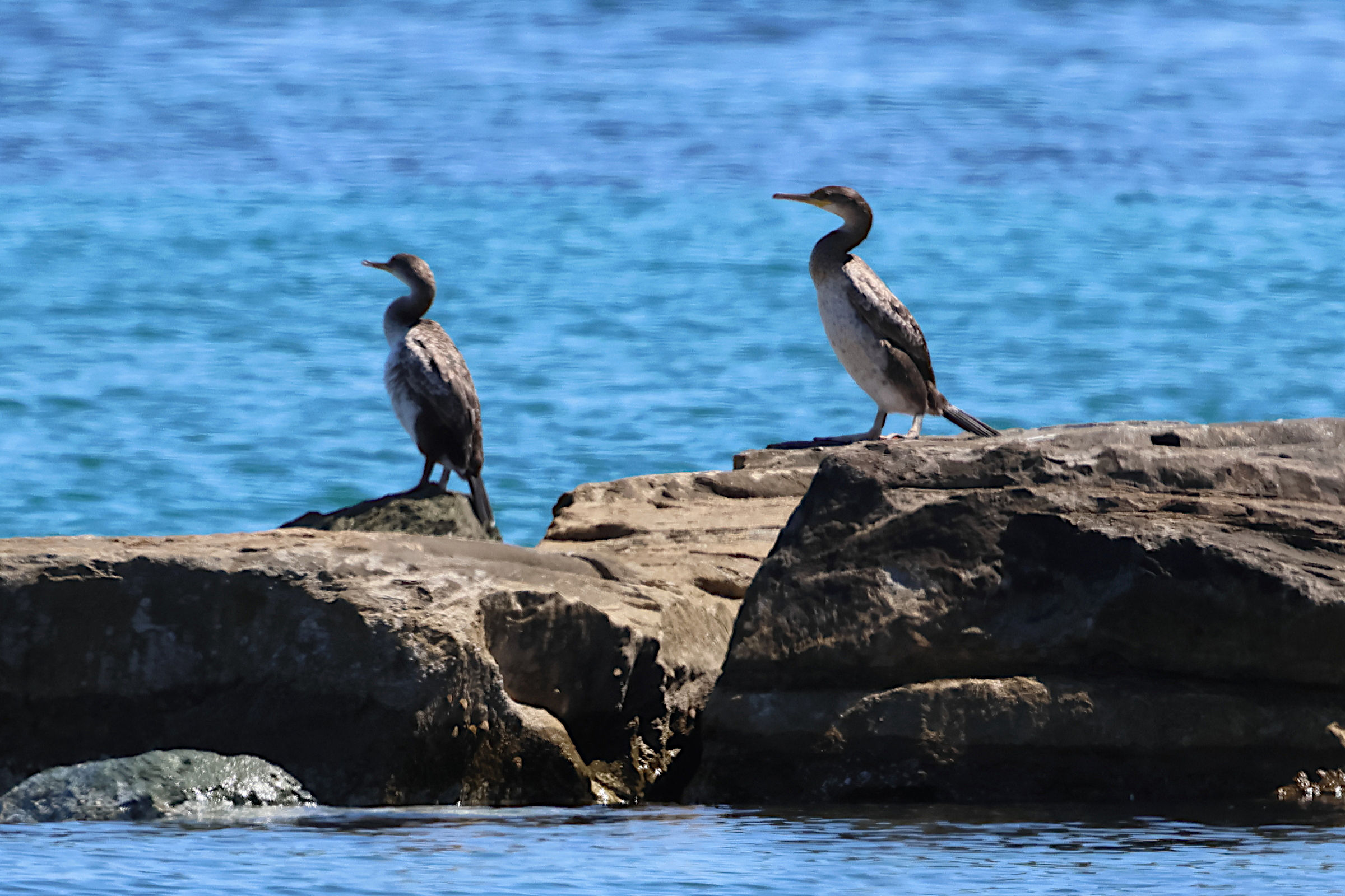 cormoran_huppe_mediterraneen_-_gulosus_aristotelis_desmarestii2bd