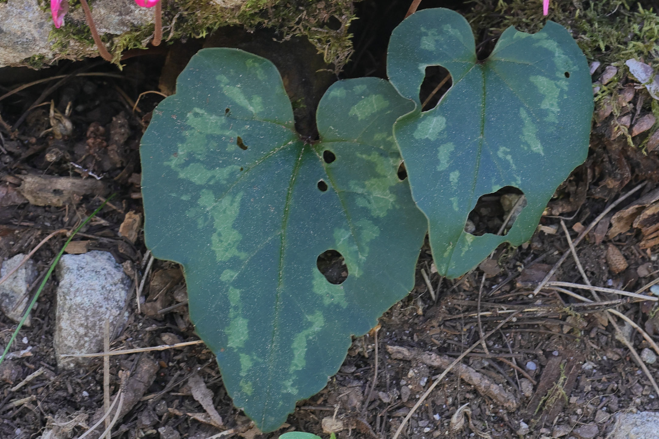 cyclamen_repandum2md